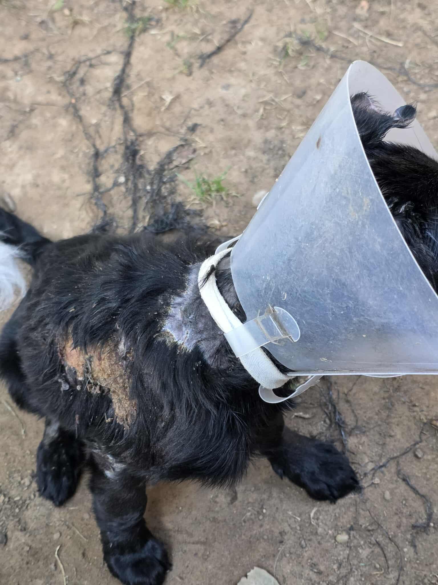 Christina Waguilara, Adoptable, Puppy Female Flat-Coated Retriever.