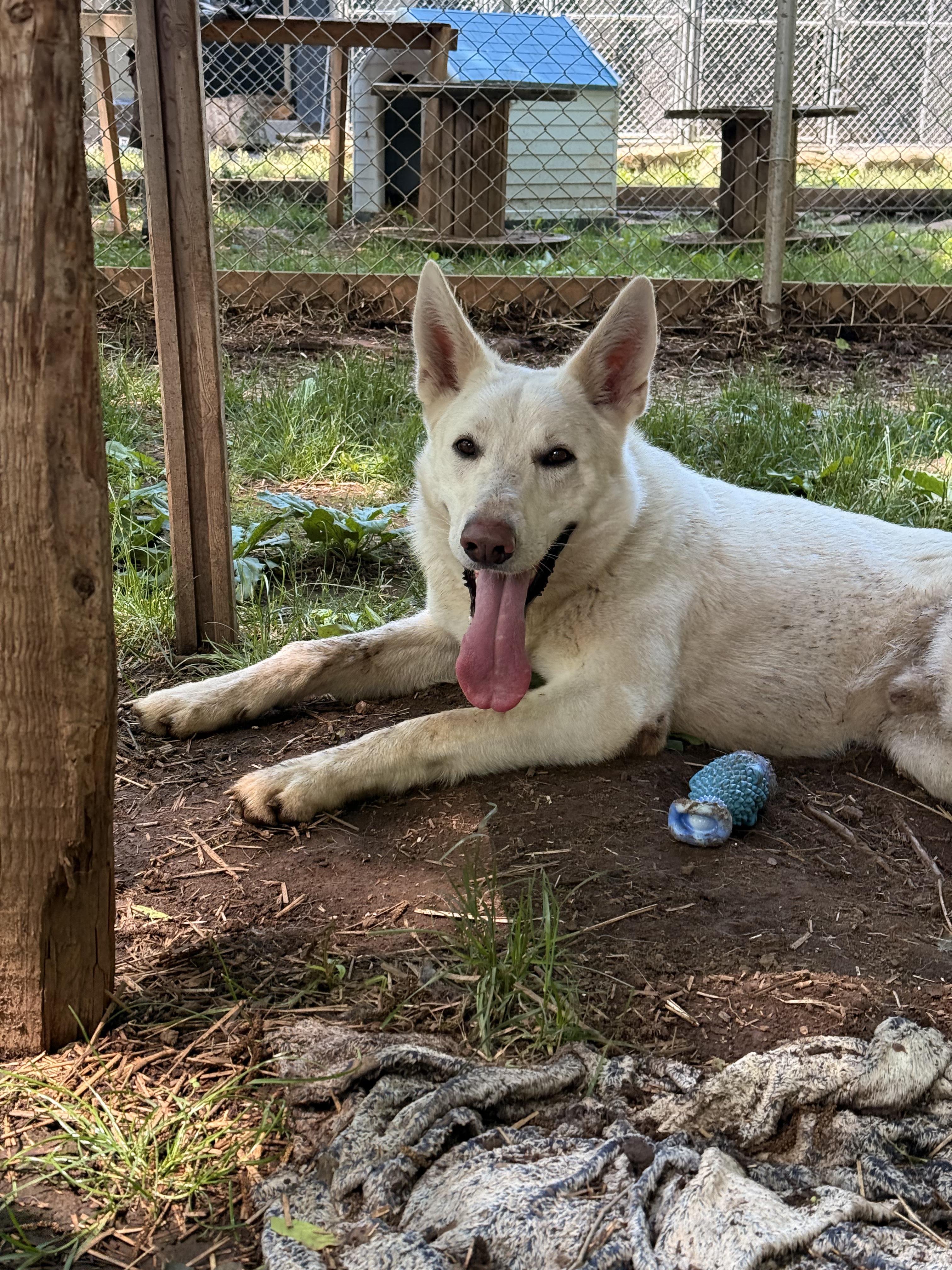 Tash, a Adoptable mixed breed in Addison, ON image 3/6