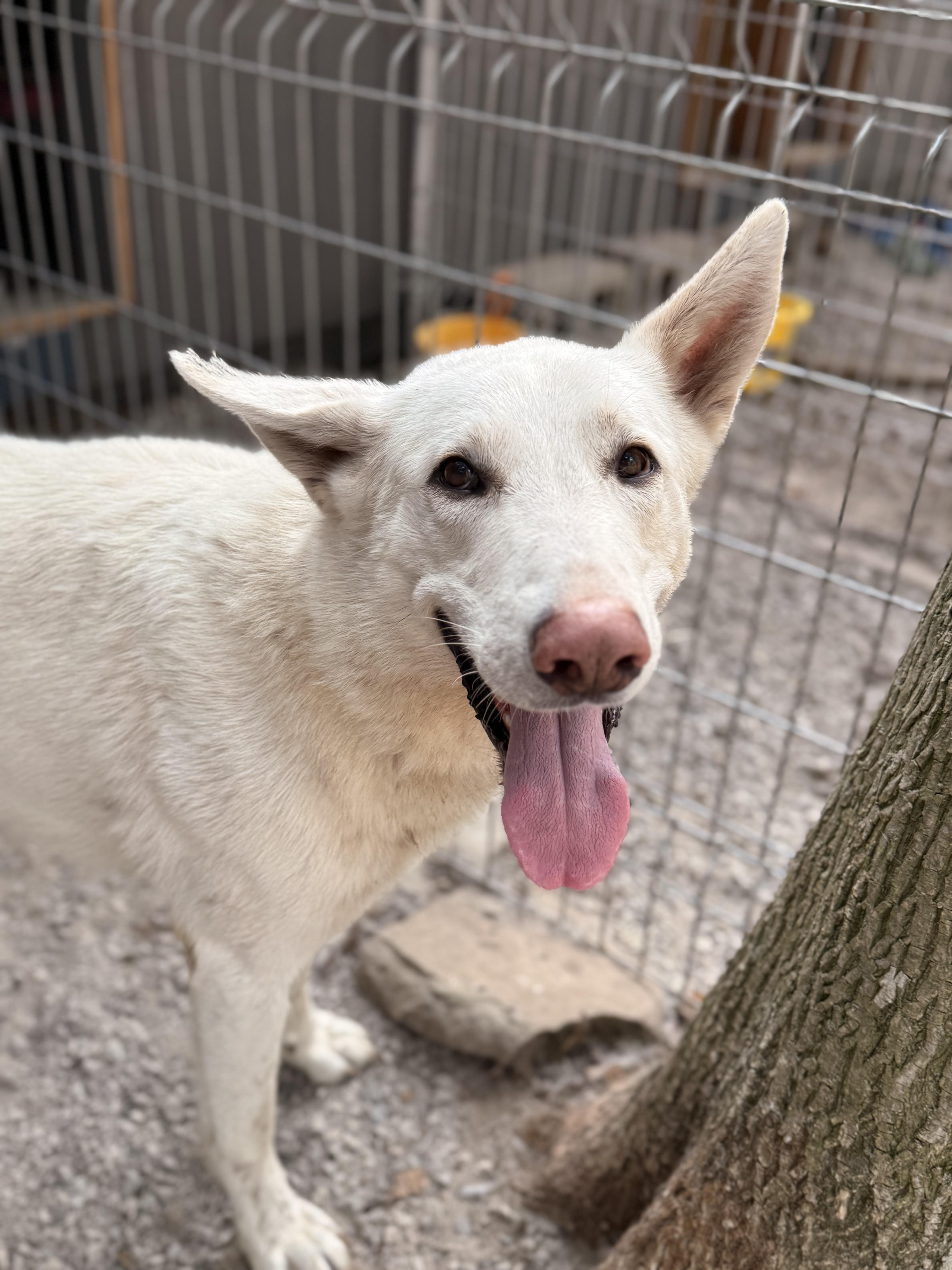 Tash, a Adoptable mixed breed in Addison, ON image 1/6