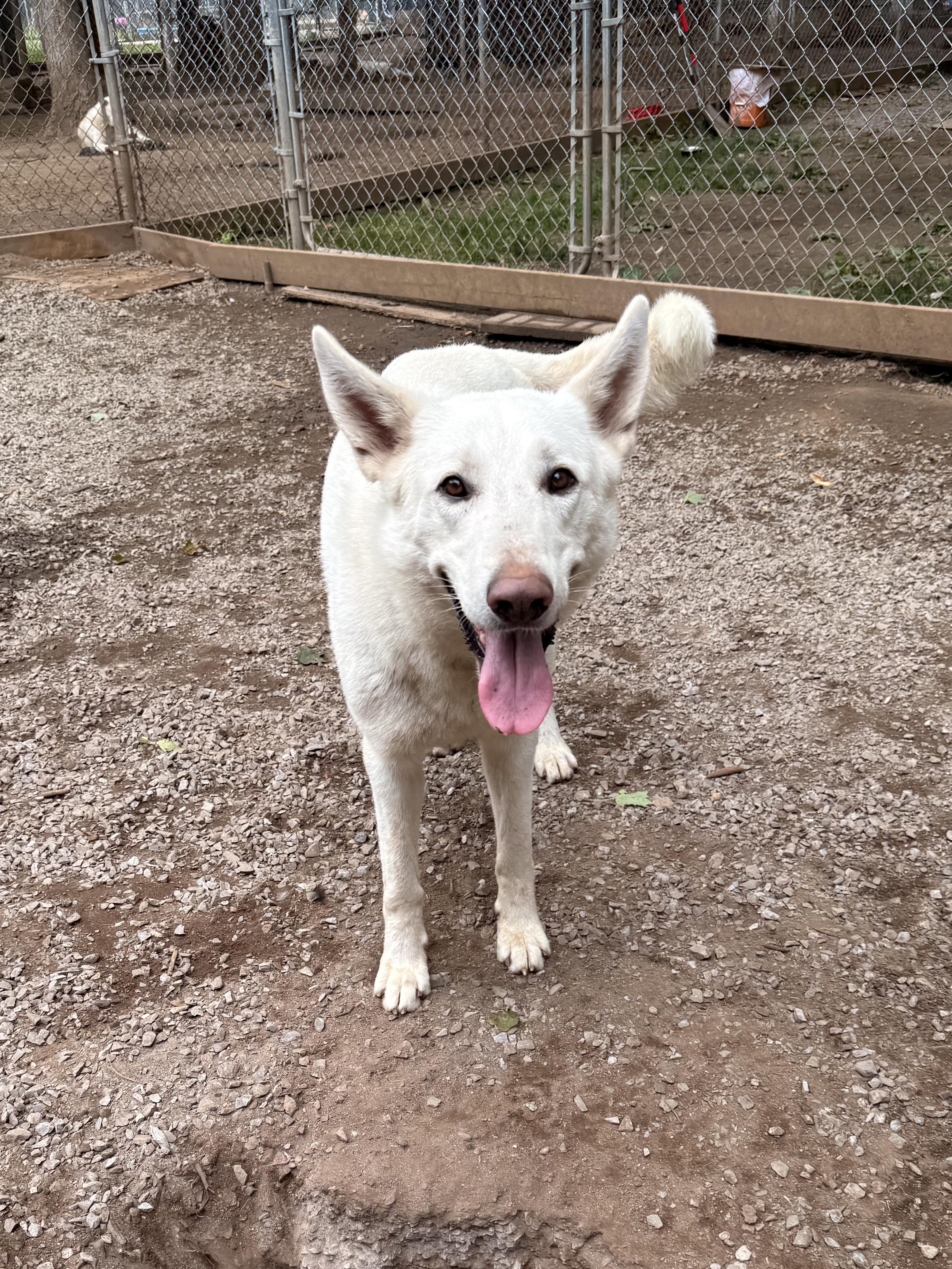 Tash, Adoptable, Adult Male German Shepherd Dog.