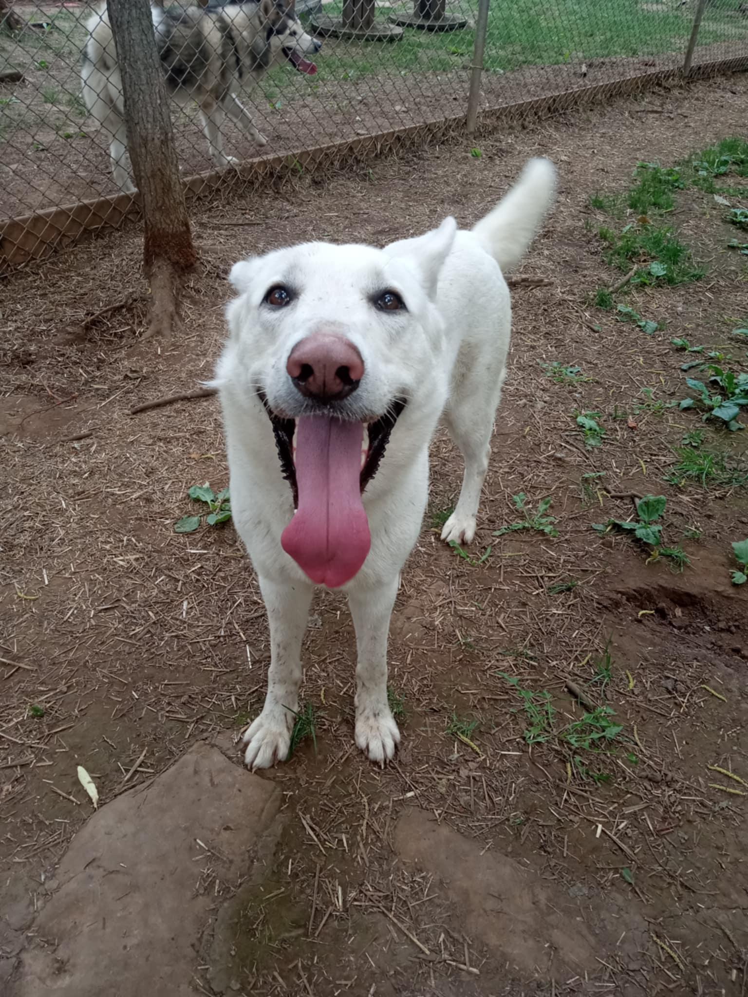 Tash, a Adoptable mixed breed in Addison, ON image 4/6