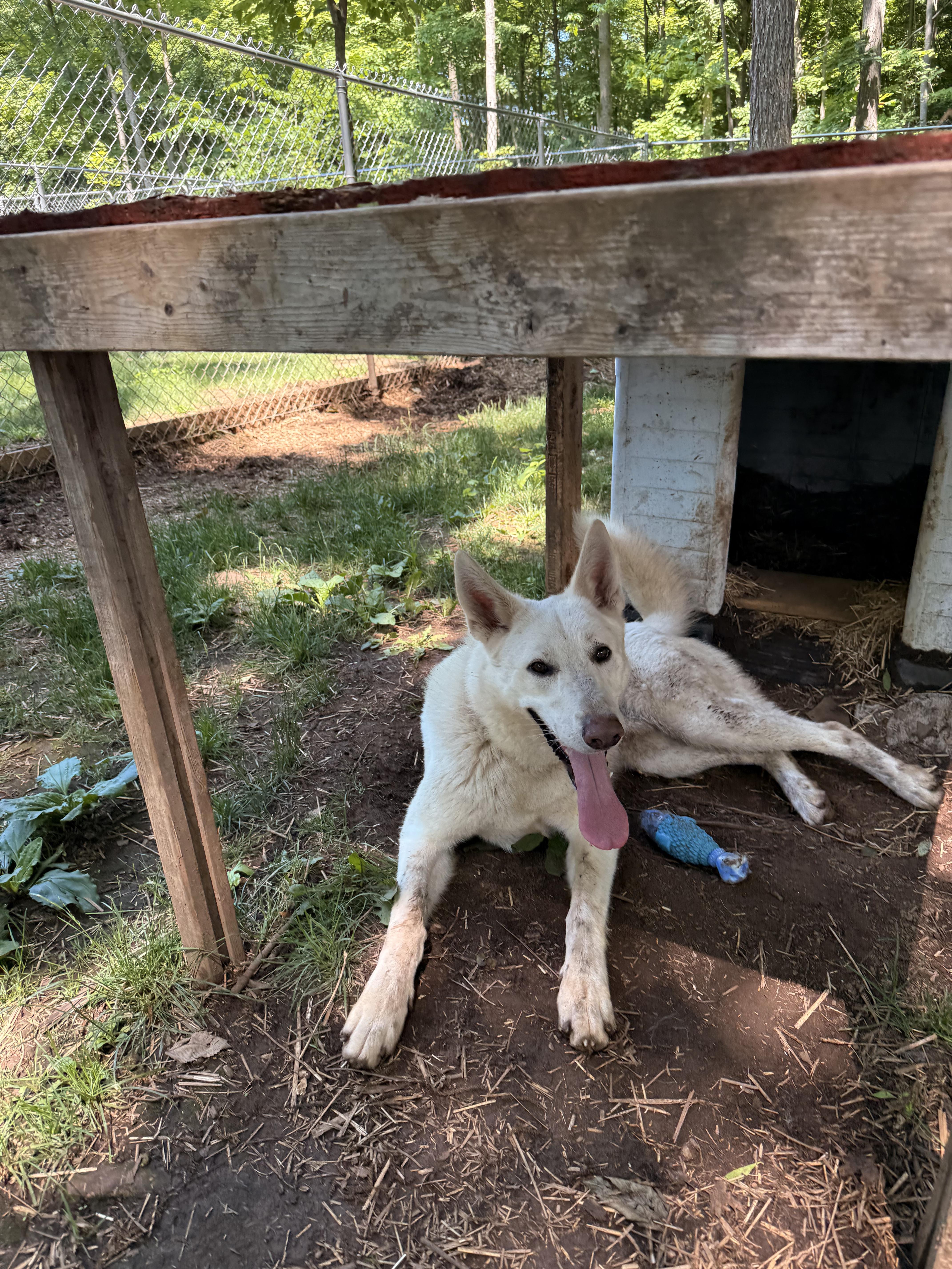 Tash, a Adoptable mixed breed in Addison, ON image 5/6
