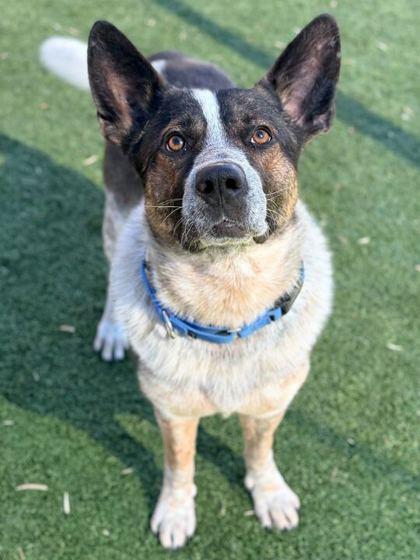 Enlarge Stephen, a Adoptable mixed breed in Carrollton, TX image 1/3