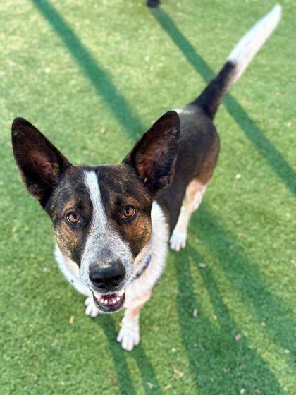 Enlarge Stephen, a Adoptable mixed breed in Carrollton, TX image 2/3
