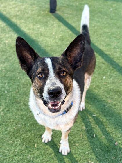 Enlarge Stephen, a Adoptable mixed breed in Carrollton, TX image 3/3