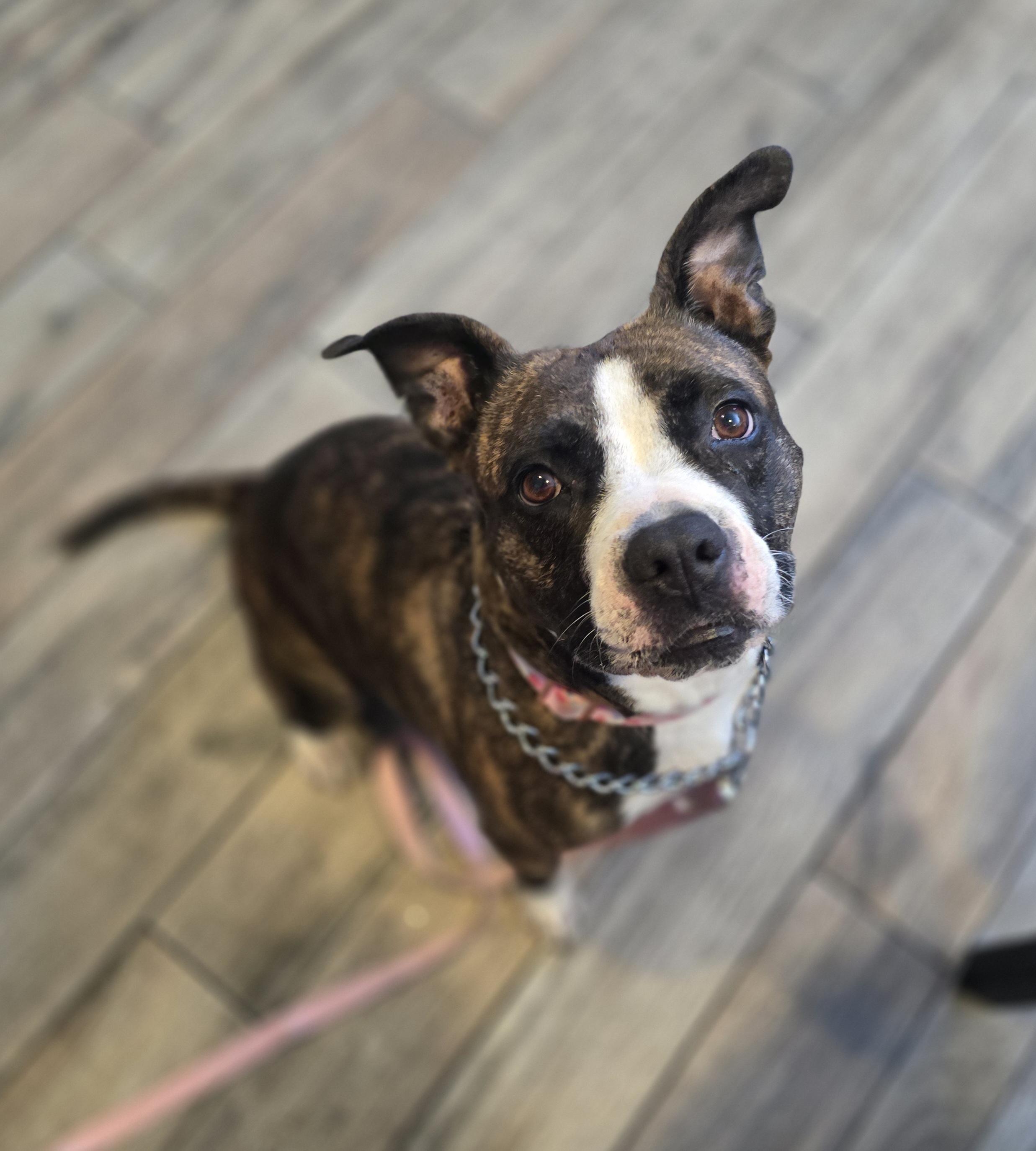 Enlarge Liberty, a ADOPTABLE Mixed Breed in Margate, FL image 4/4