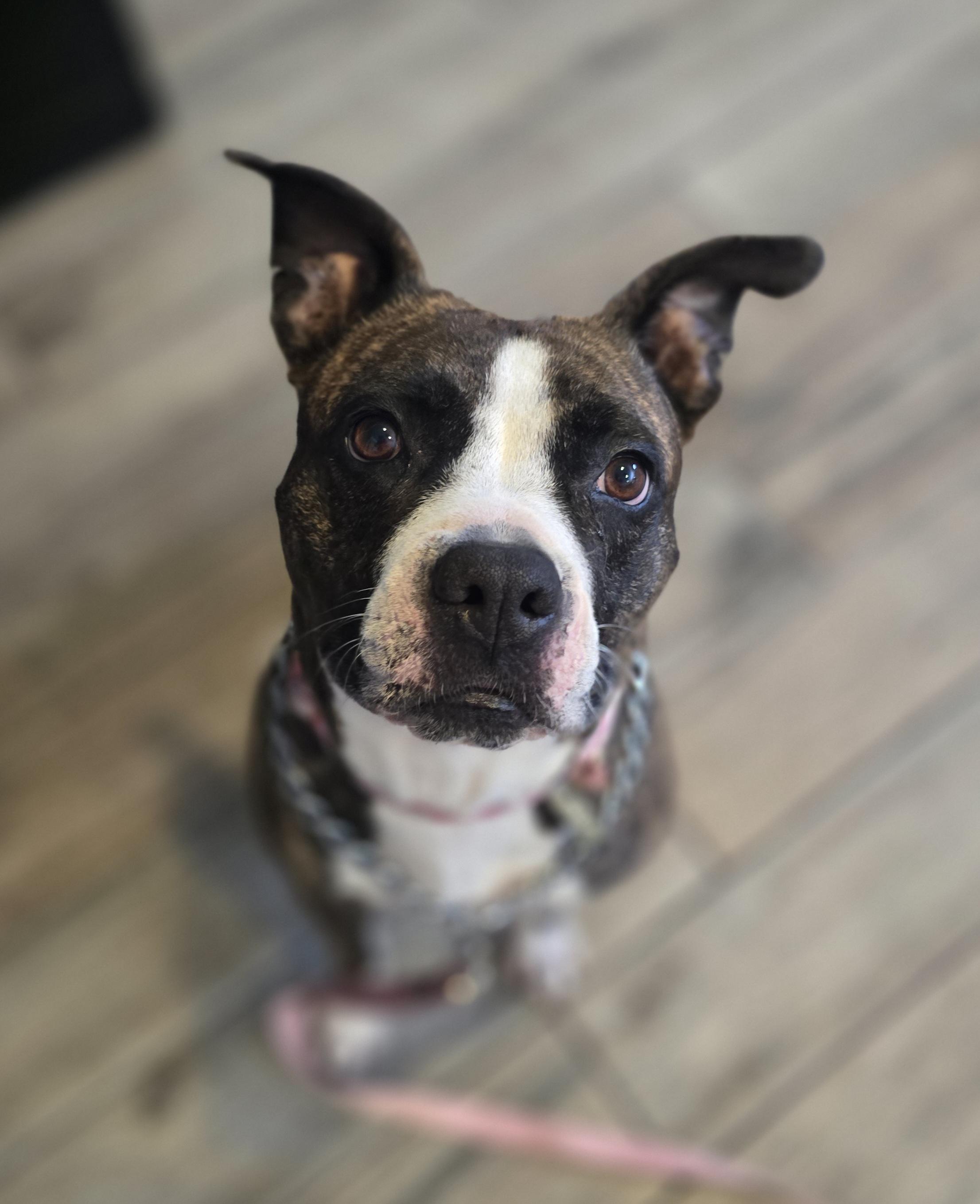 Enlarge Liberty, a ADOPTABLE Mixed Breed in Margate, FL image 2/4