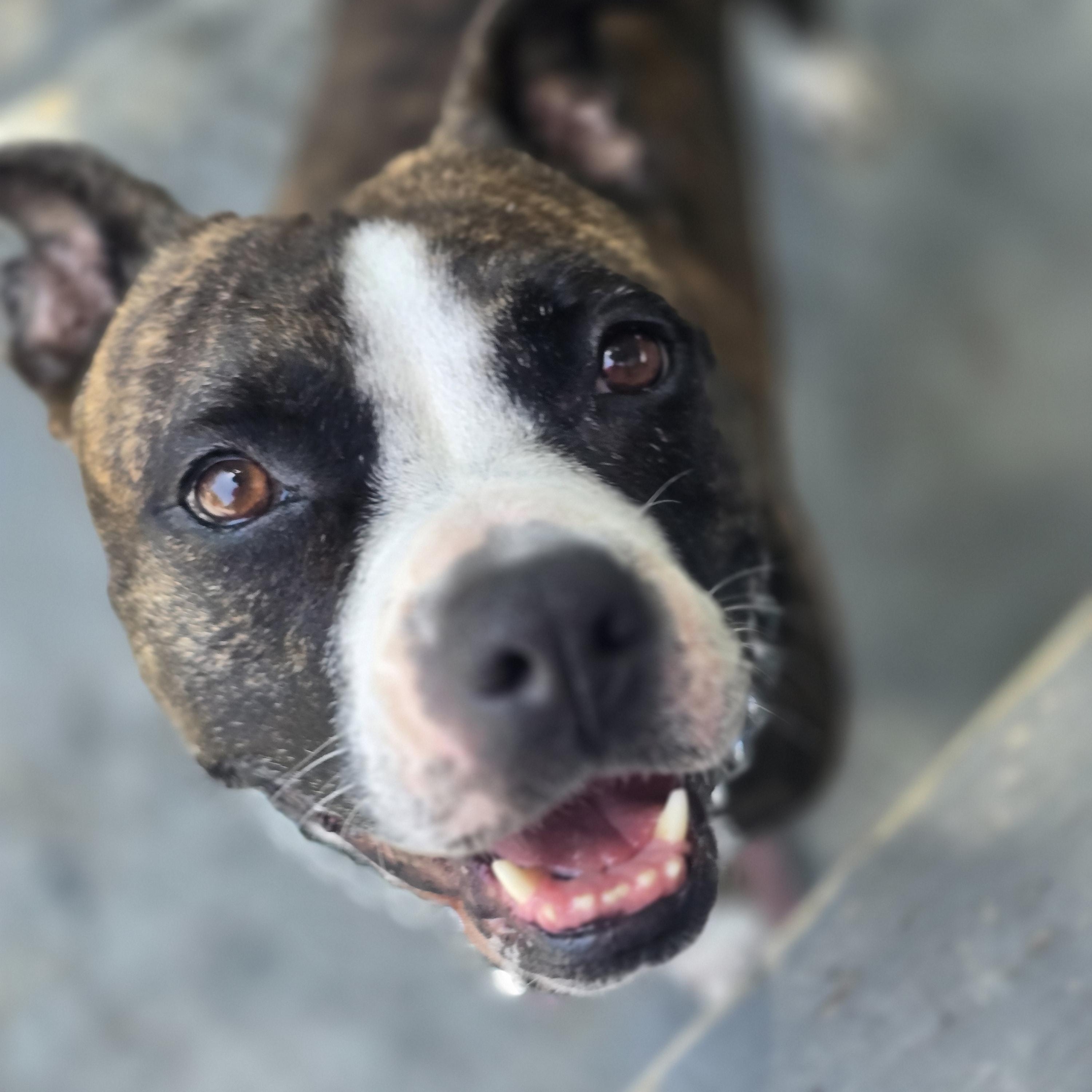 Liberty, ADOPTABLE, Adult Female Mixed Breed.
