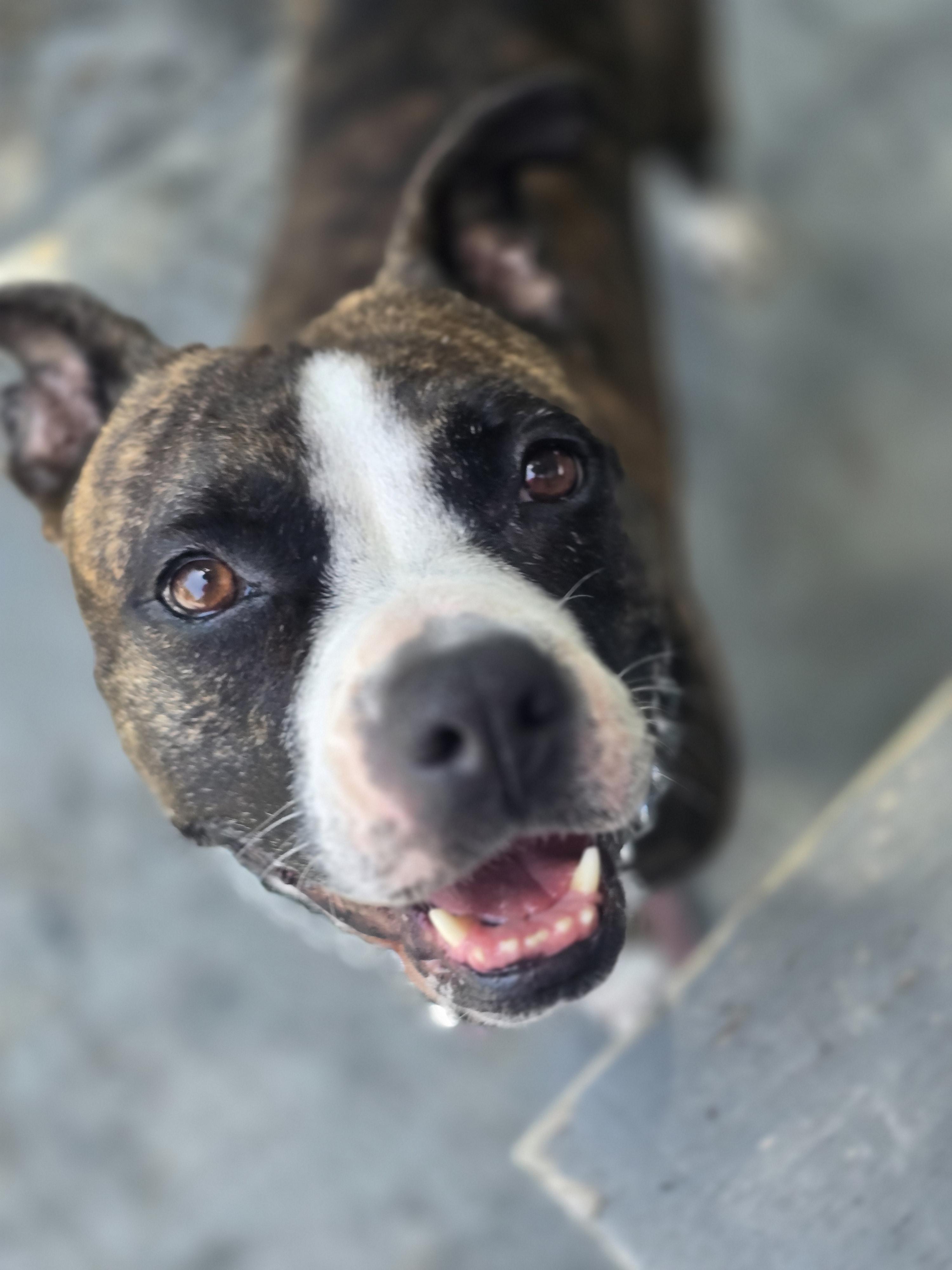 Enlarge Liberty, a ADOPTABLE Mixed Breed in Margate, FL image 3/4