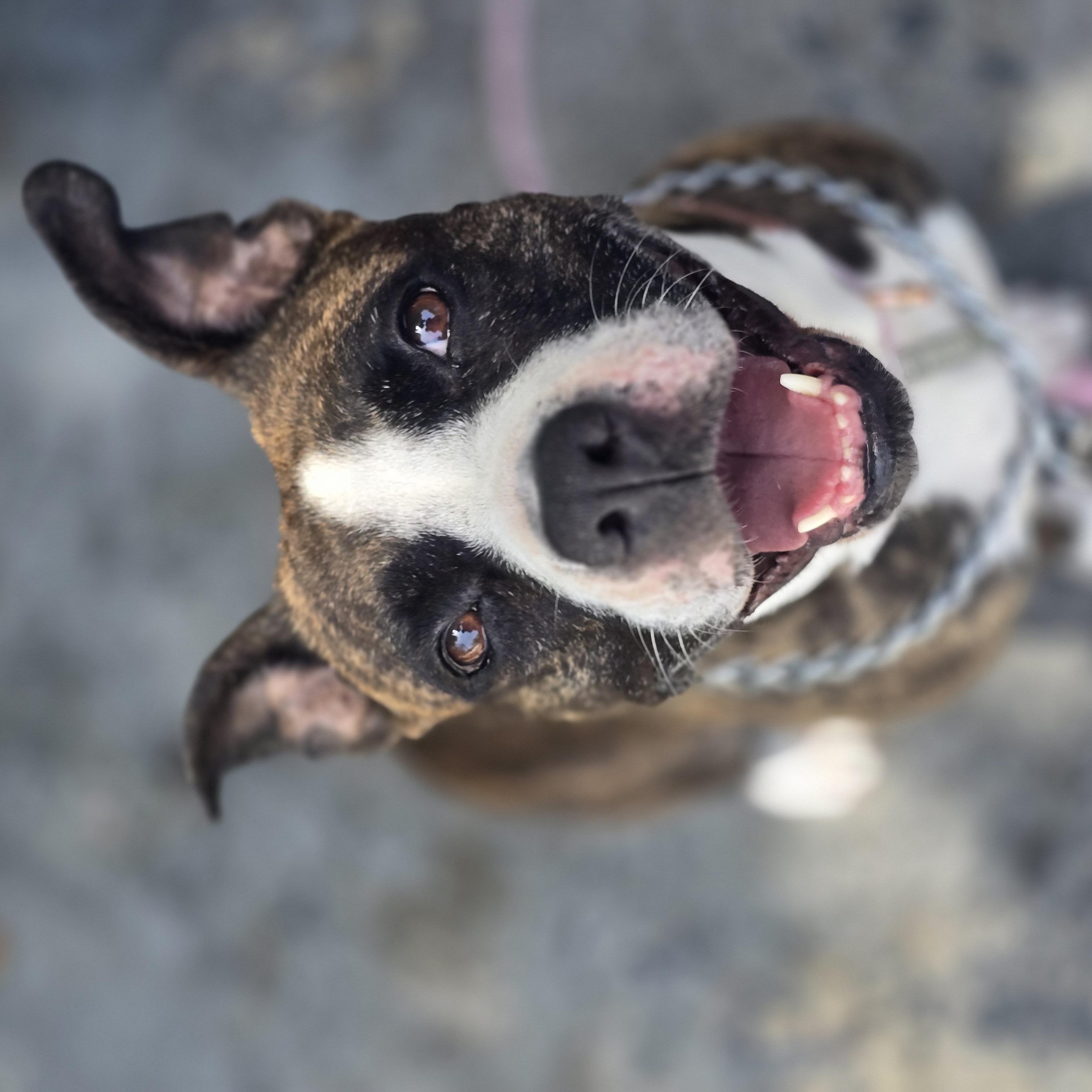 Liberty, ADOPTABLE, Adult Female Mixed Breed.