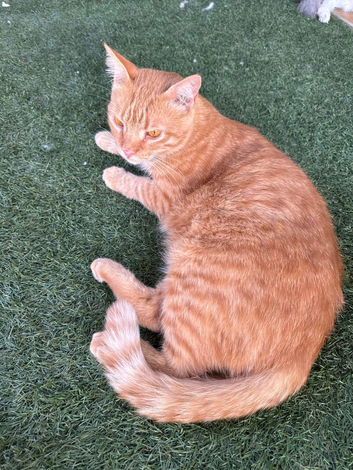 Winnie, Adult Male Tabby