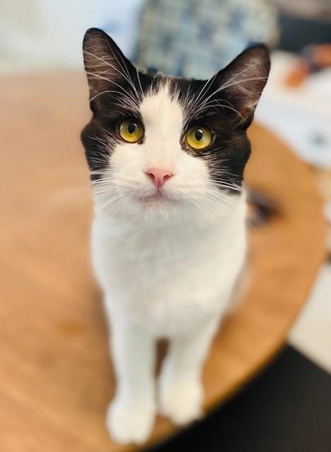 Fox, Adoptable, Adult Male Domestic Long Hair.