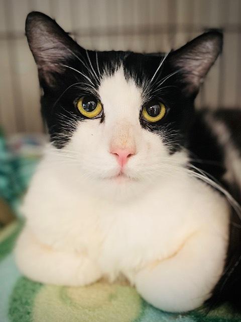 Enlarge Fox, a Adoptable Domestic Long Hair in Duxbury, MA image 2/4
