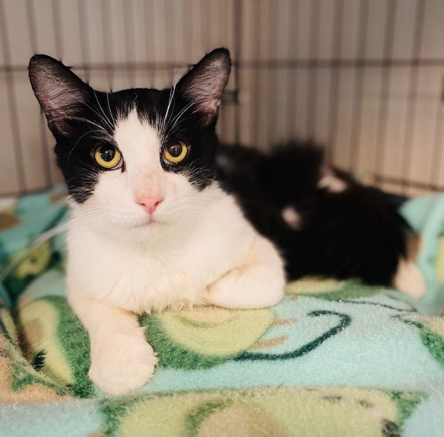 Enlarge Fox, a Adoptable Domestic Long Hair in Duxbury, MA image 3/4