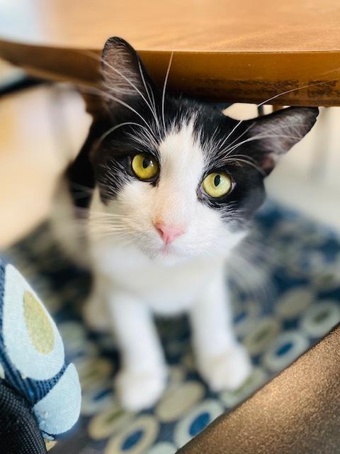 Enlarge Fox, a Adoptable Domestic Long Hair in Duxbury, MA image 4/4