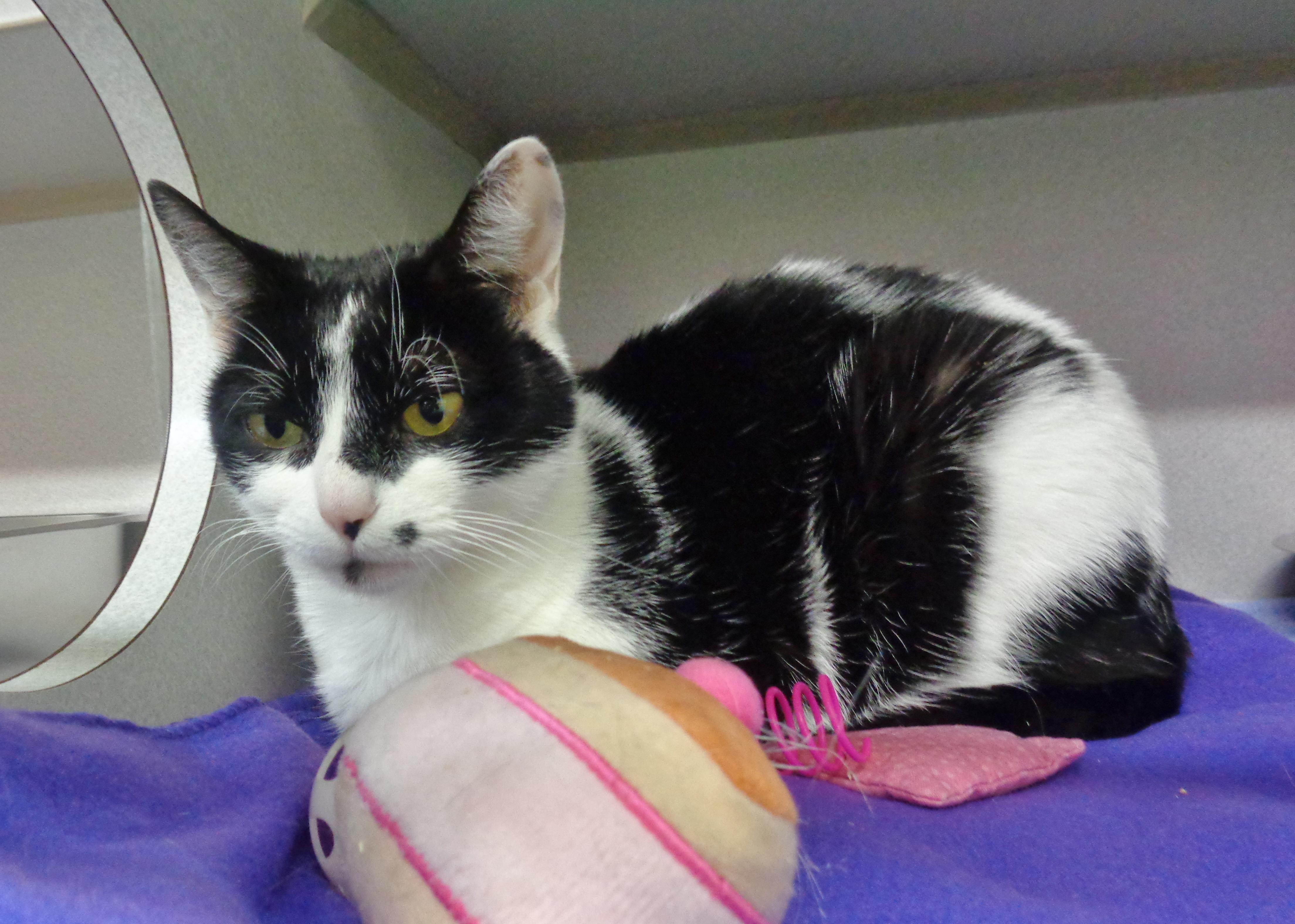Enlarge FLOUR, a Adoptable Domestic Short Hair in Delhi, NY image 4/5