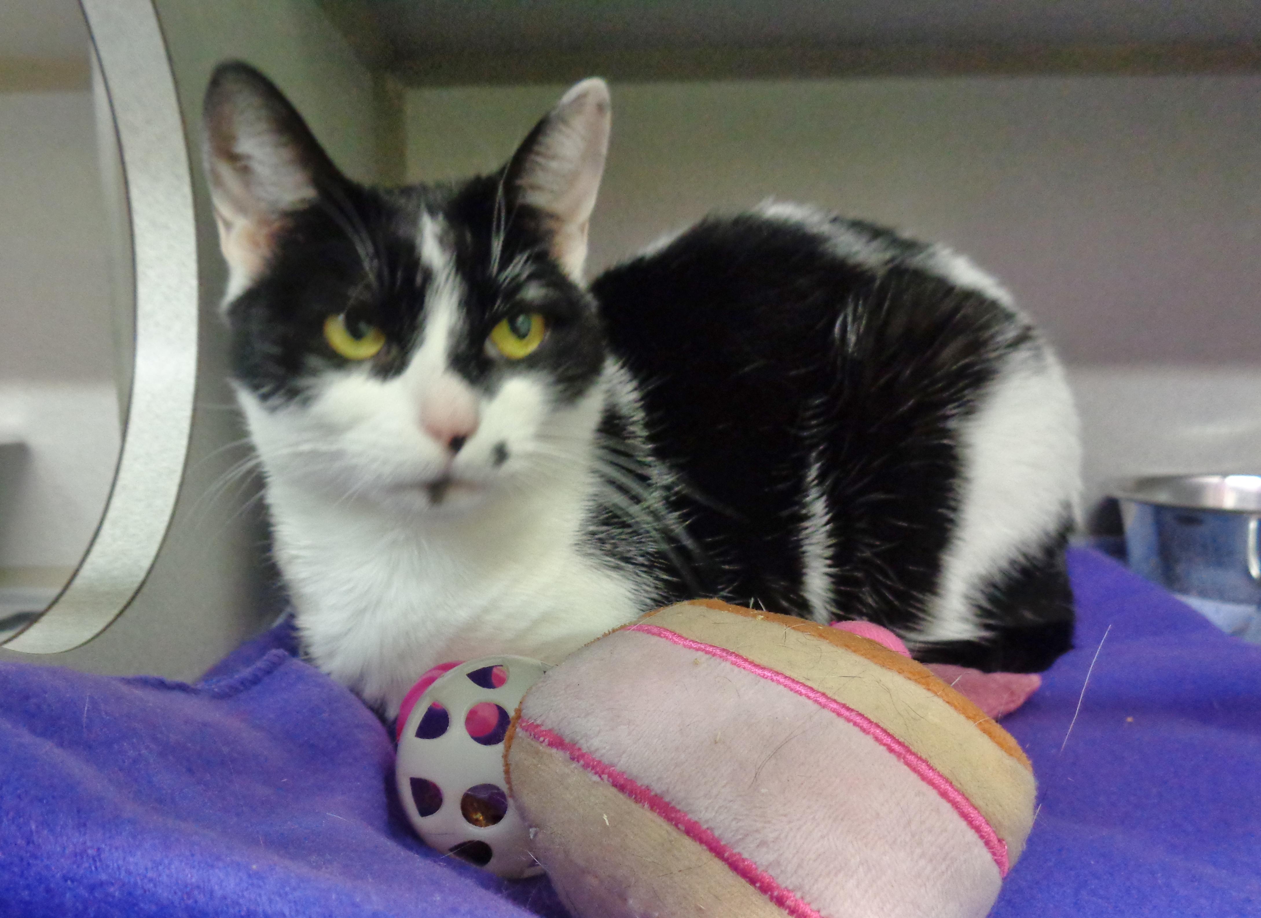 Enlarge FLOUR, a Adoptable Domestic Short Hair in Delhi, NY image 2/5