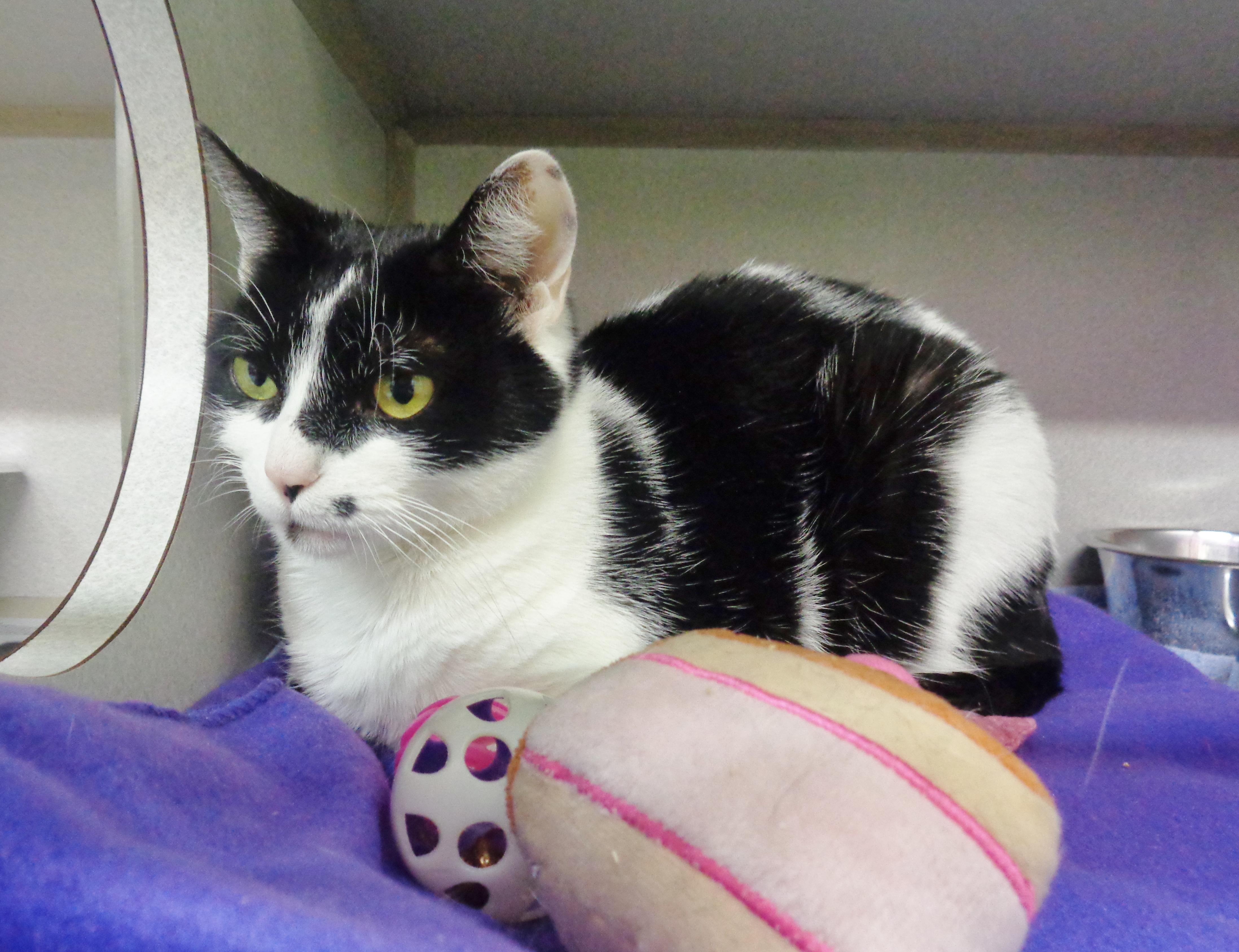Enlarge FLOUR, a Adoptable Domestic Short Hair in Delhi, NY image 5/5