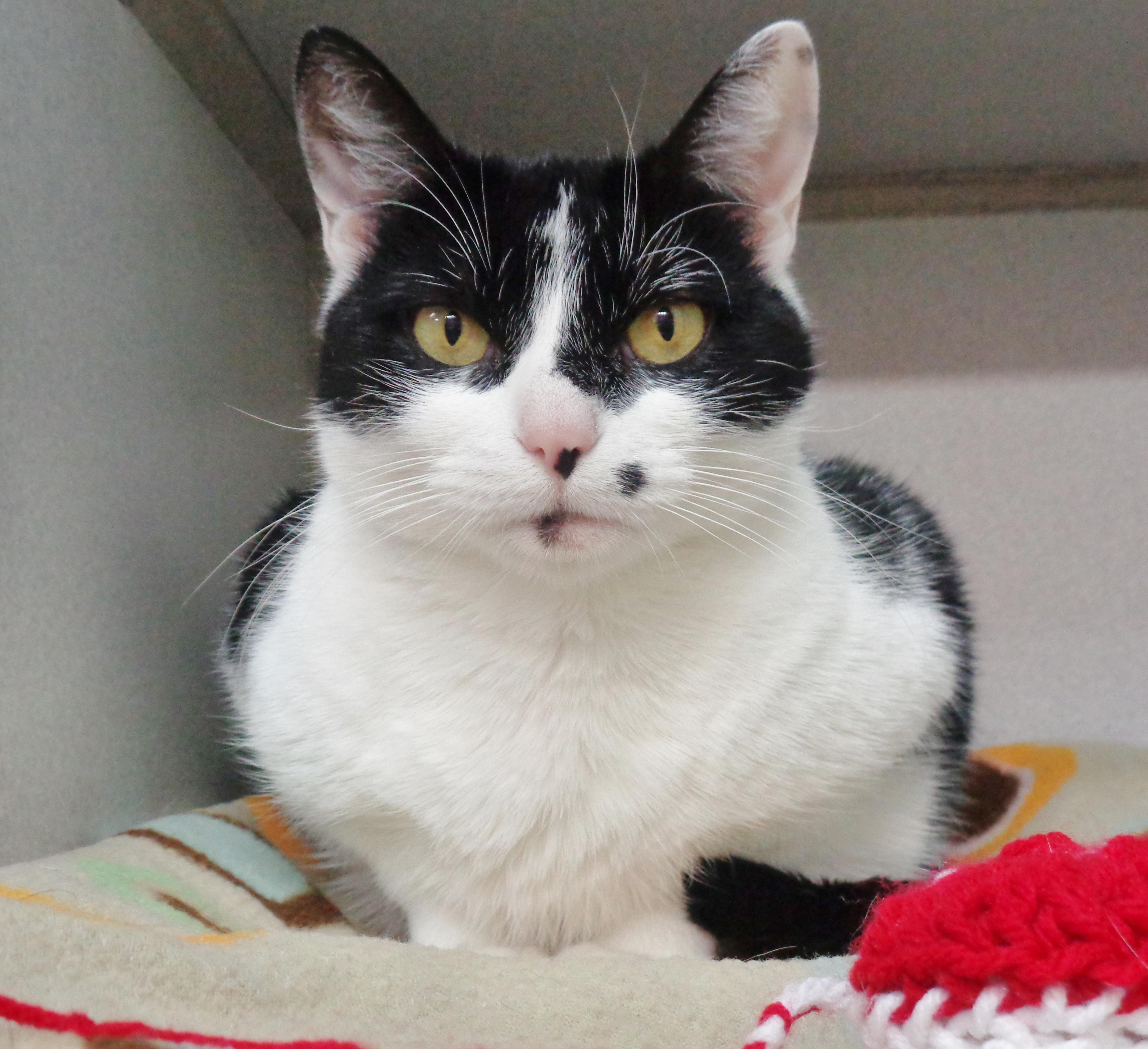 Enlarge FLOUR, a Adoptable Domestic Short Hair in Delhi, NY image 1/5
