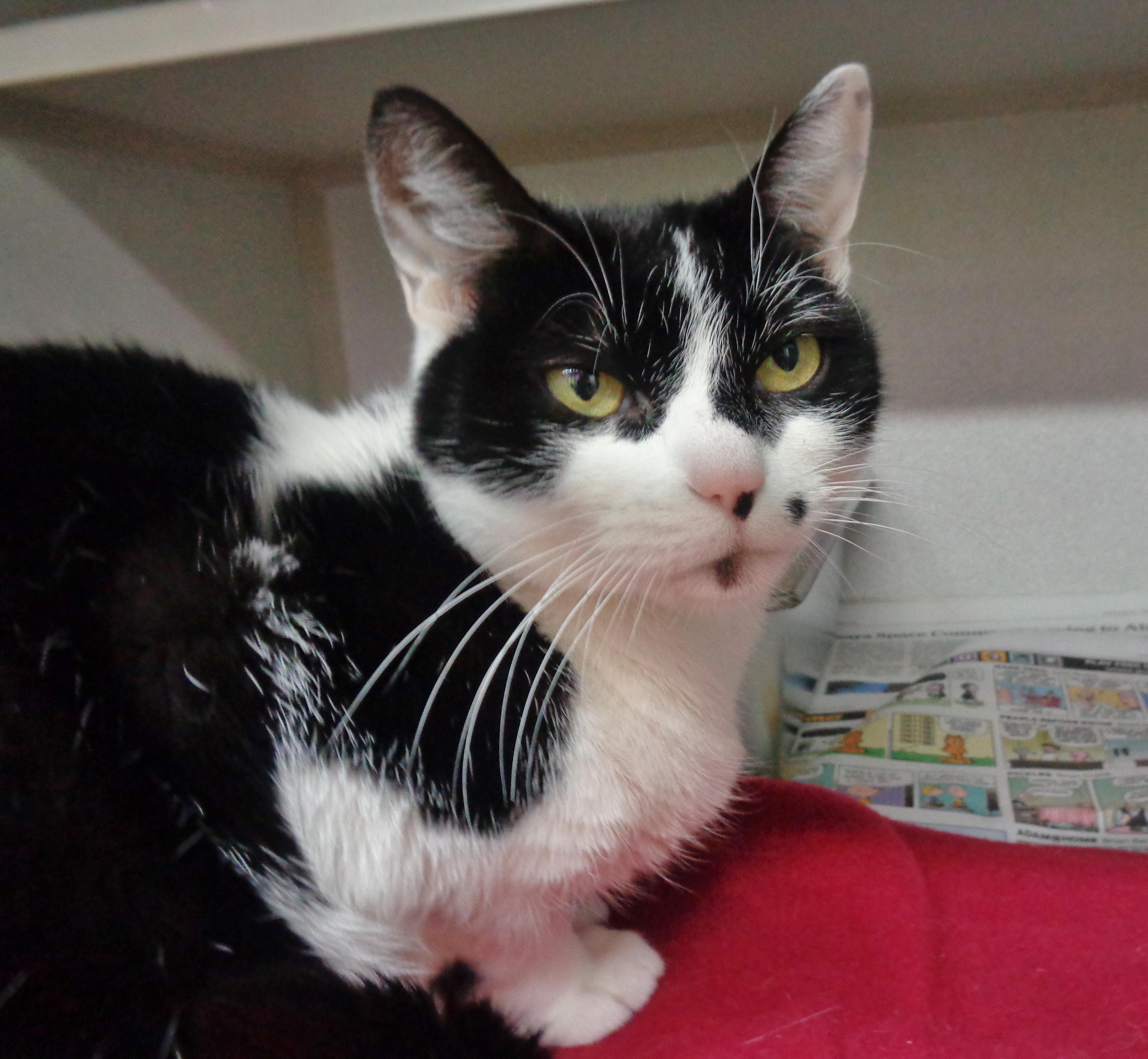 Enlarge FLOUR, a Adoptable Domestic Short Hair in Delhi, NY image 3/5