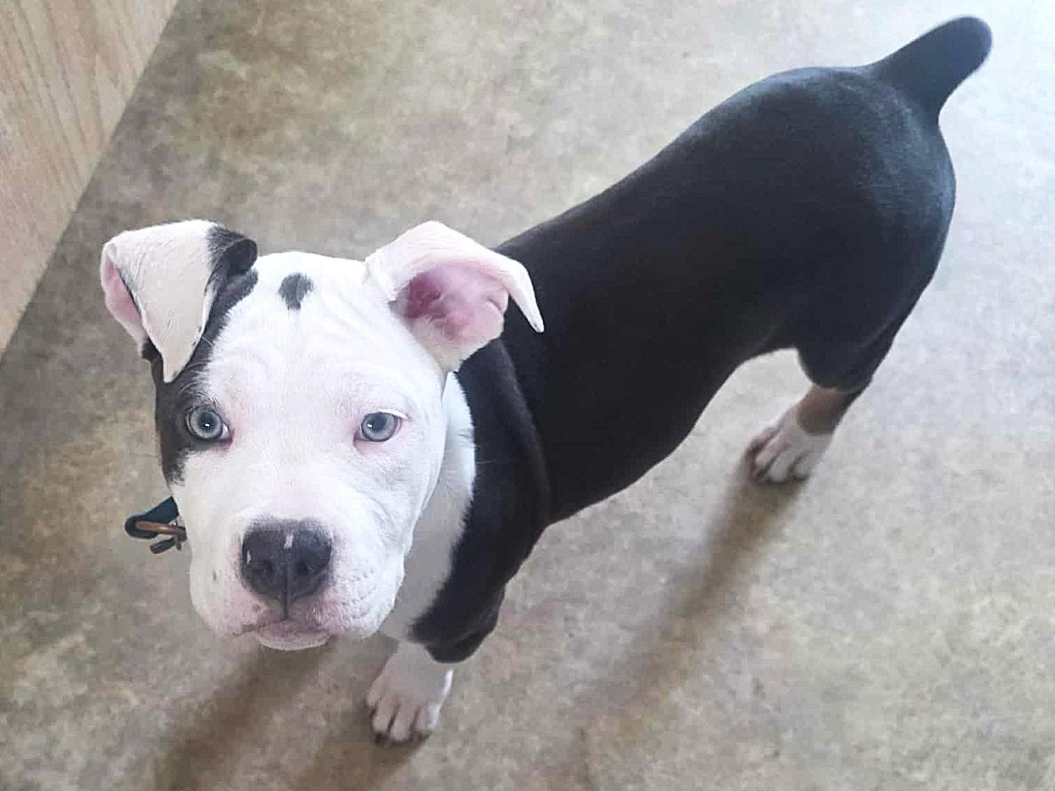 Enlarge Bellie, an adopted mixed breed in St Joachim, ON image 2/2