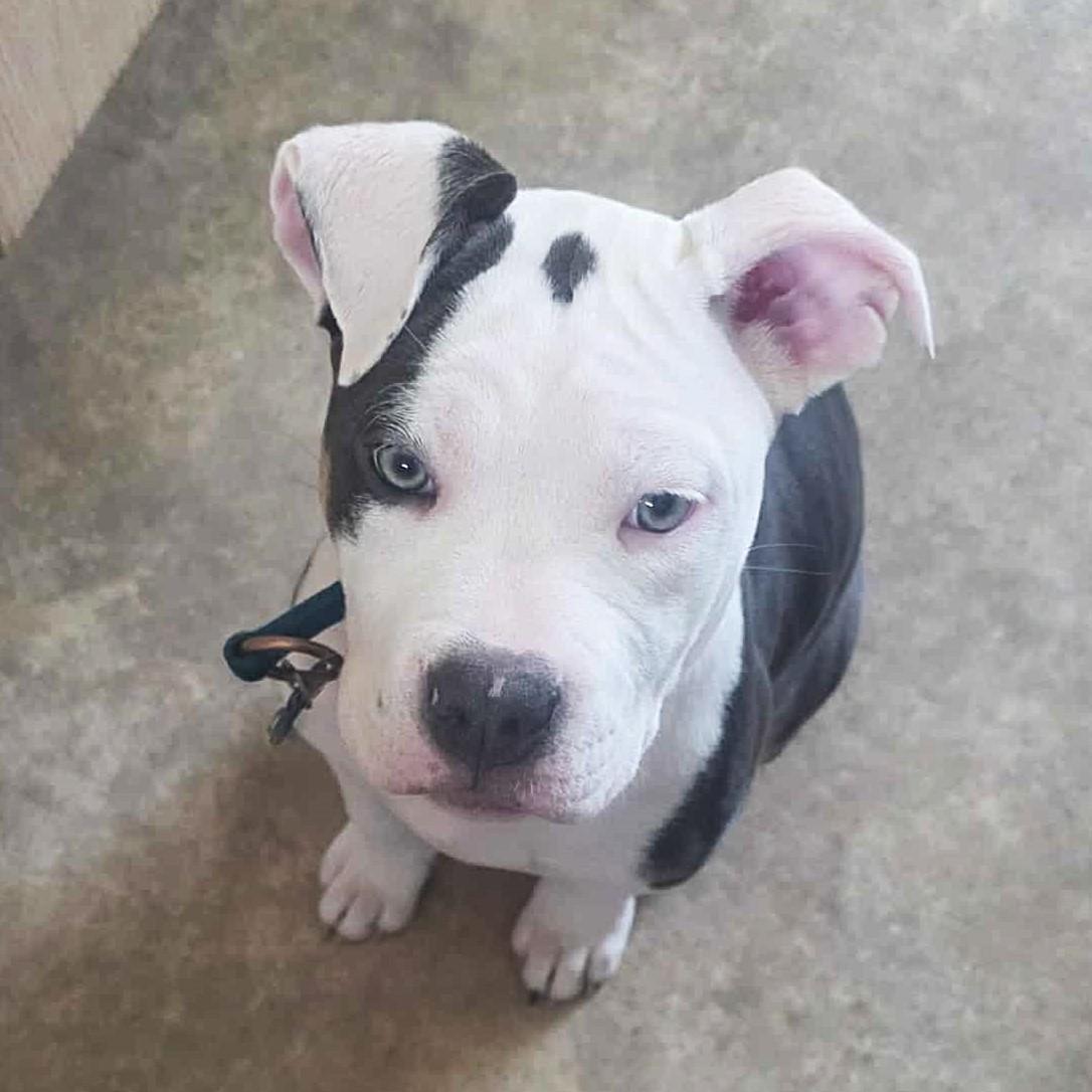 Enlarge Bellie, an adopted mixed breed in St Joachim, ON image 1/2