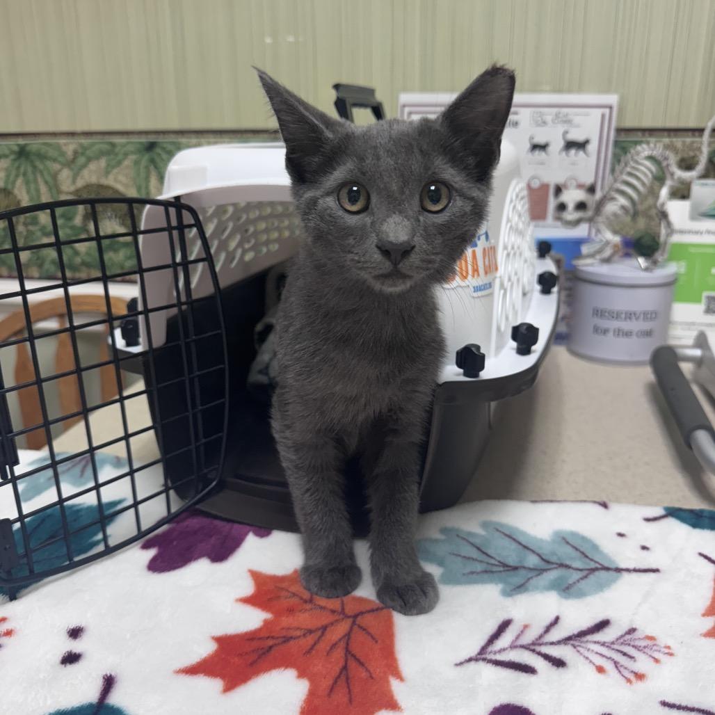 Enlarge Thor A25-227, a Adoptable mixed breed in SANTA ROSA BEACH, FL image 3/5