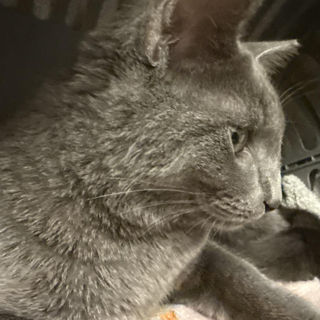 Enlarge Thor A25-227, a Adoptable mixed breed in SANTA ROSA BEACH, FL image 5/5