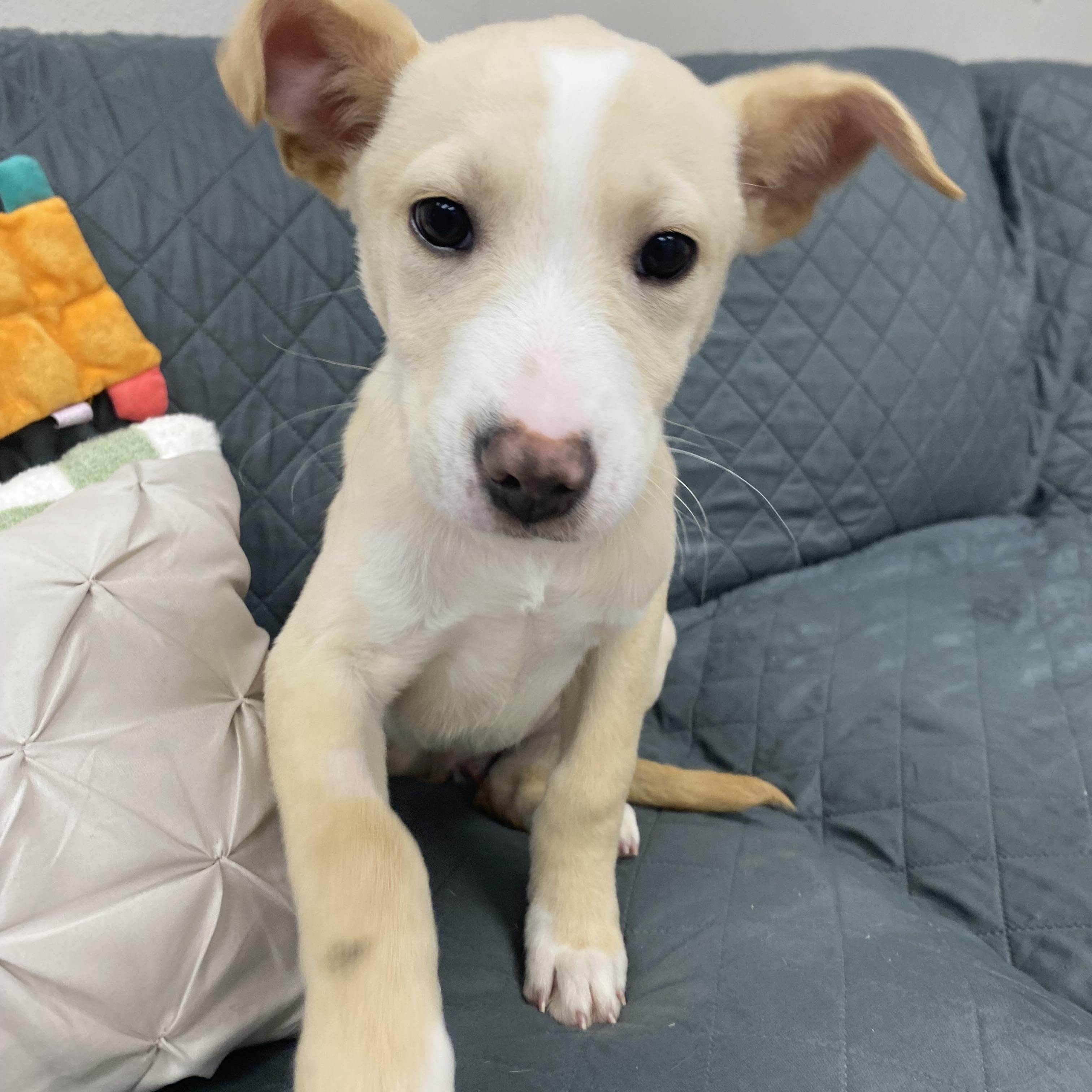 Charlie, adopted, Young Male Labrador Retriever.