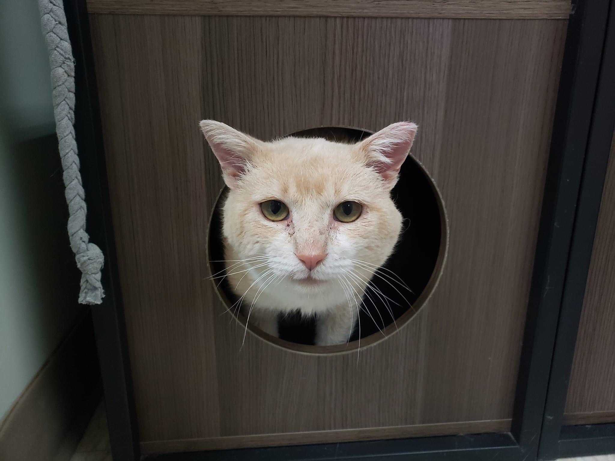 Rupert, a Adoptable Domestic Short Hair in Grand Rapids, MI image 2/6