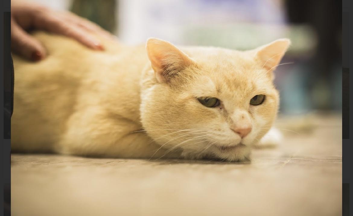 Rupert, a Adoptable Domestic Short Hair in Grand Rapids, MI image 3/6