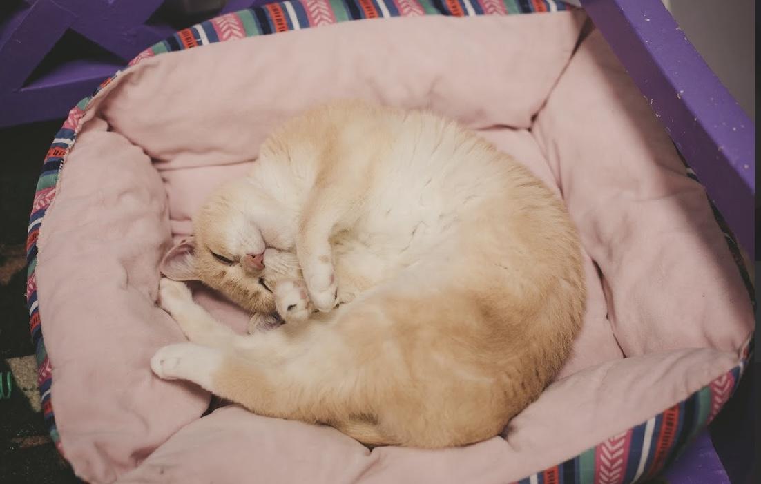 Rupert, a Adoptable Domestic Short Hair in Grand Rapids, MI image 4/6