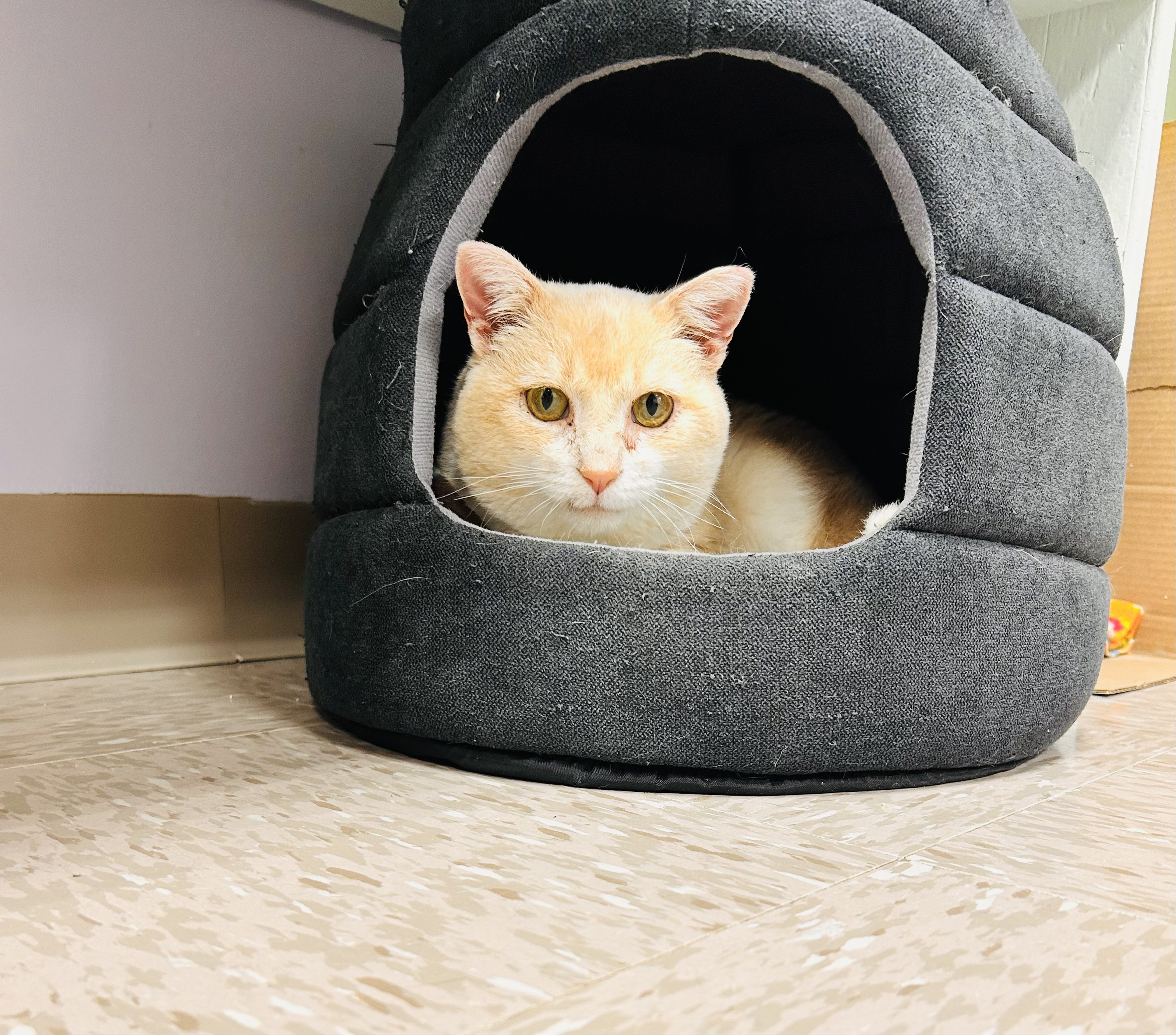 Rupert, a Adoptable Domestic Short Hair in Grand Rapids, MI image 5/6