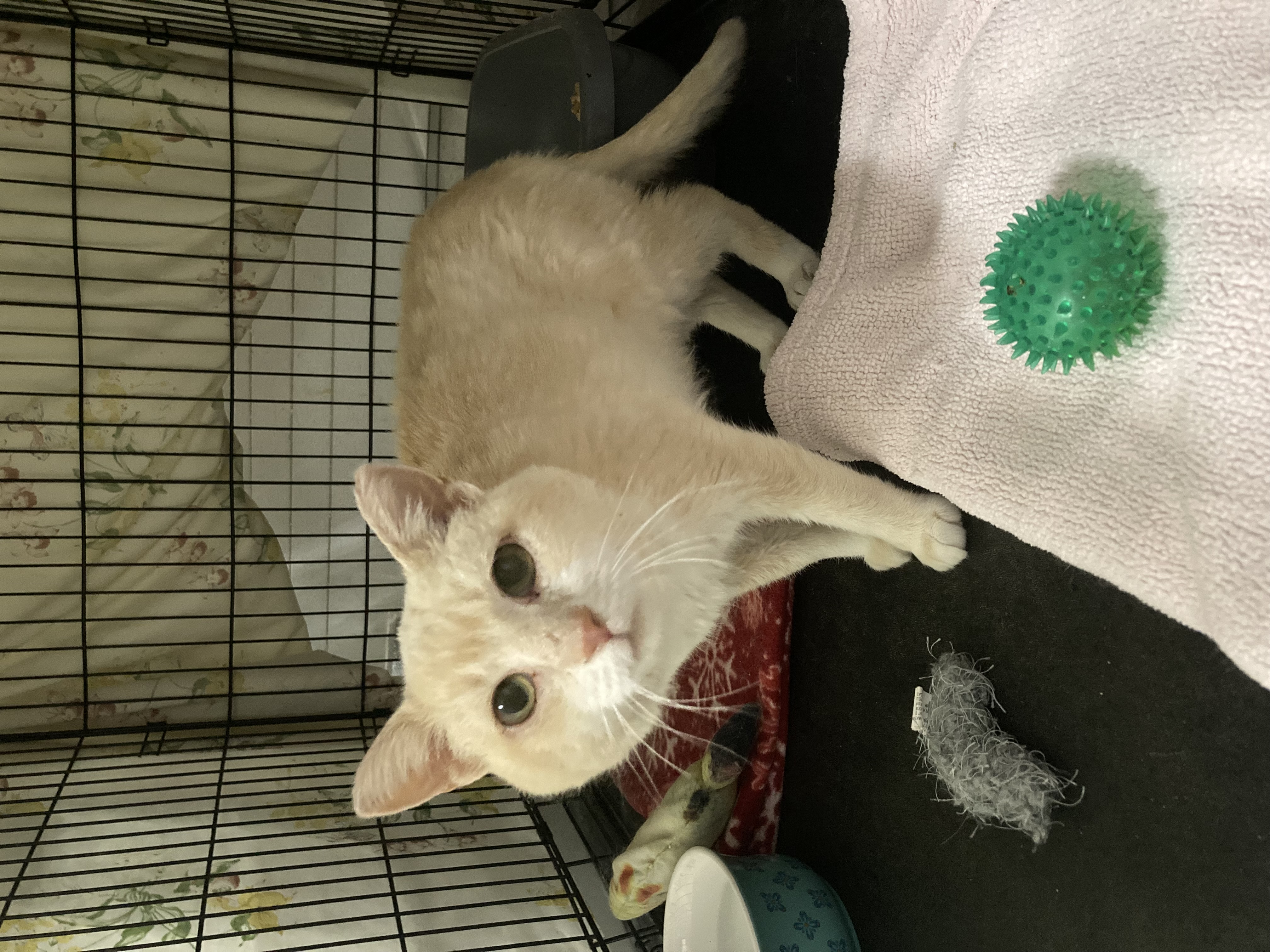 Rupert, a Adoptable Domestic Short Hair in Grand Rapids, MI image 6/6