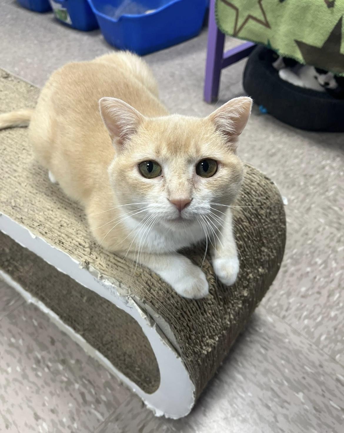 Rupert, a Adoptable Domestic Short Hair in Grand Rapids, MI image 1/6