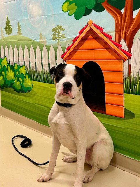 Tiny, Adoptable, Young Male Pit Bull Terrier & Labrador Retriever.