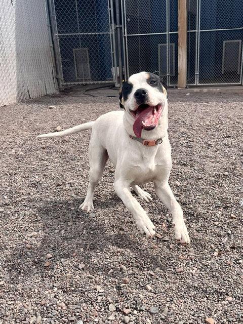 Tiny, a Adoptable mixed breed in Webster, WI image 2/3
