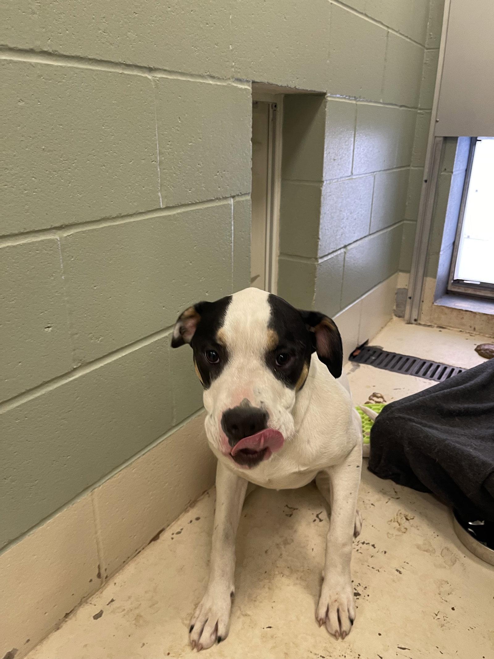 Tiny, a Adoptable mixed breed in Webster, WI image 3/3