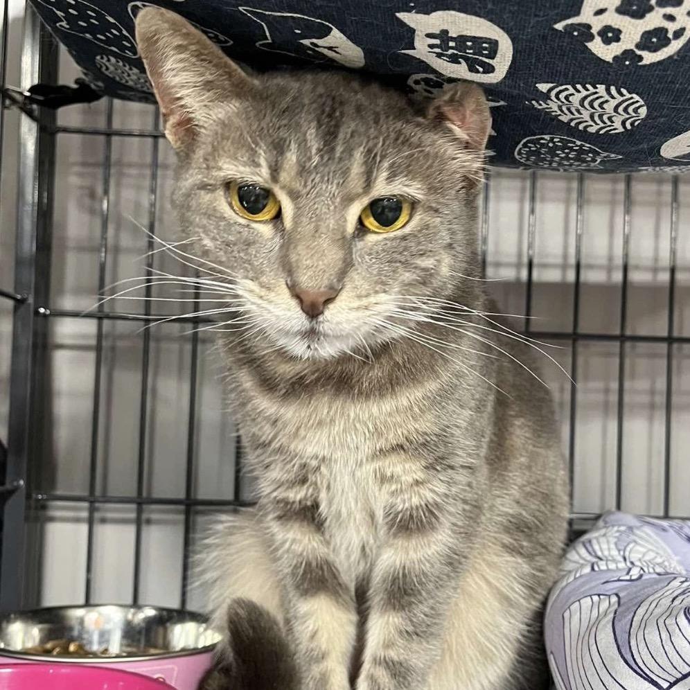 Bo Peep, Adoptable, Adult Female Domestic Short Hair.