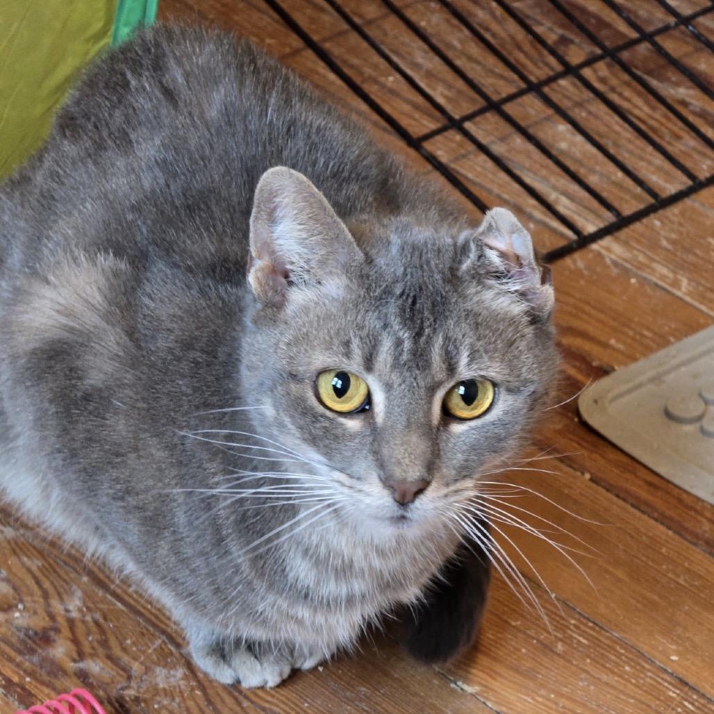 Enlarge Bo Peep, a Adoptable Domestic Short Hair in Woodbury, NJ image 1/1
