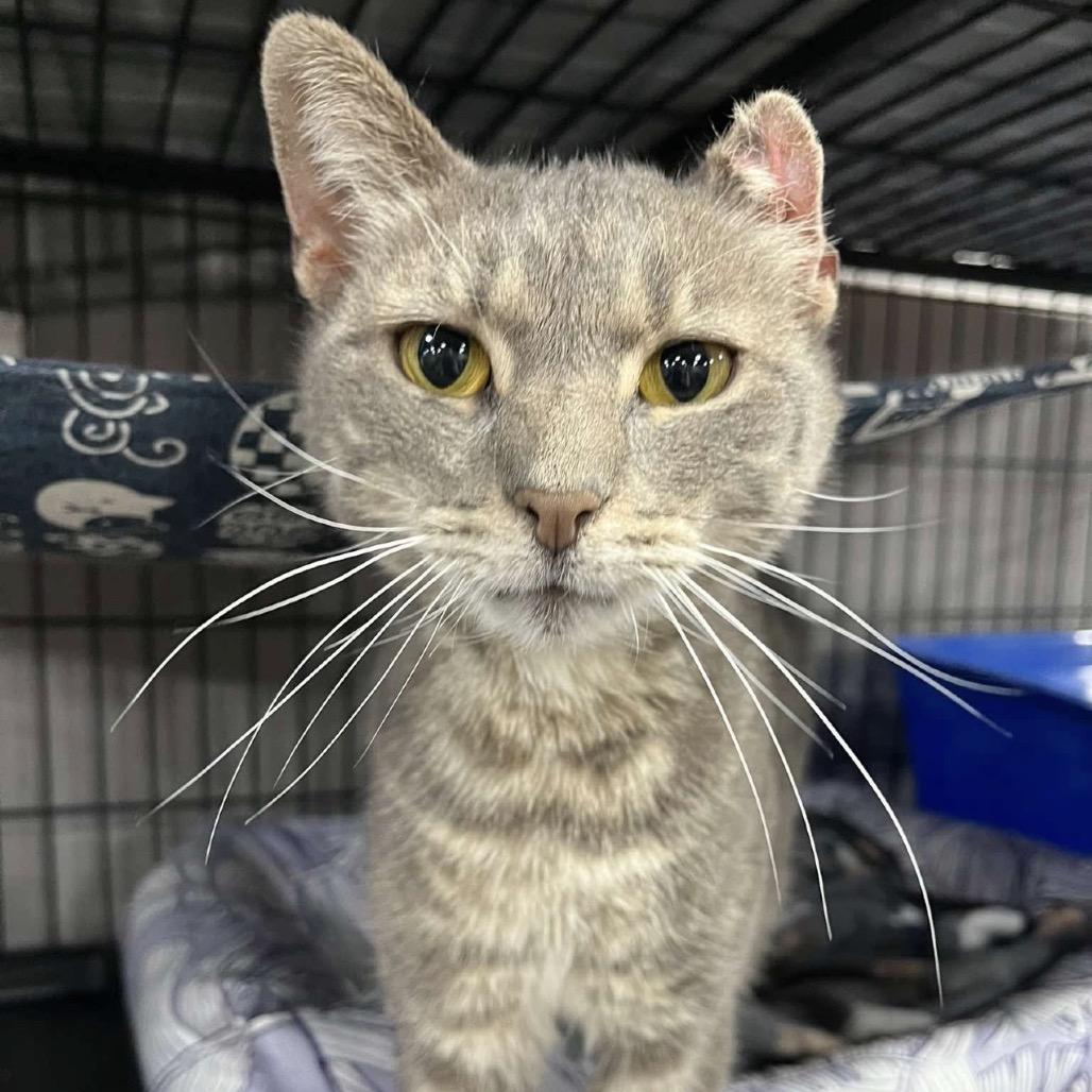Enlarge Bo Peep, a Adoptable Domestic Short Hair in Woodbury, NJ image 3/3