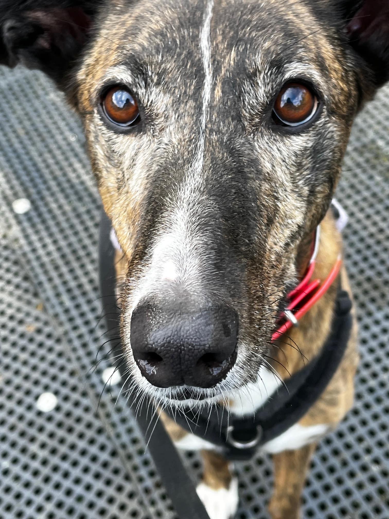 Enlarge Annie, a Adoptable Greyhound in Woodinville, WA image 1/3