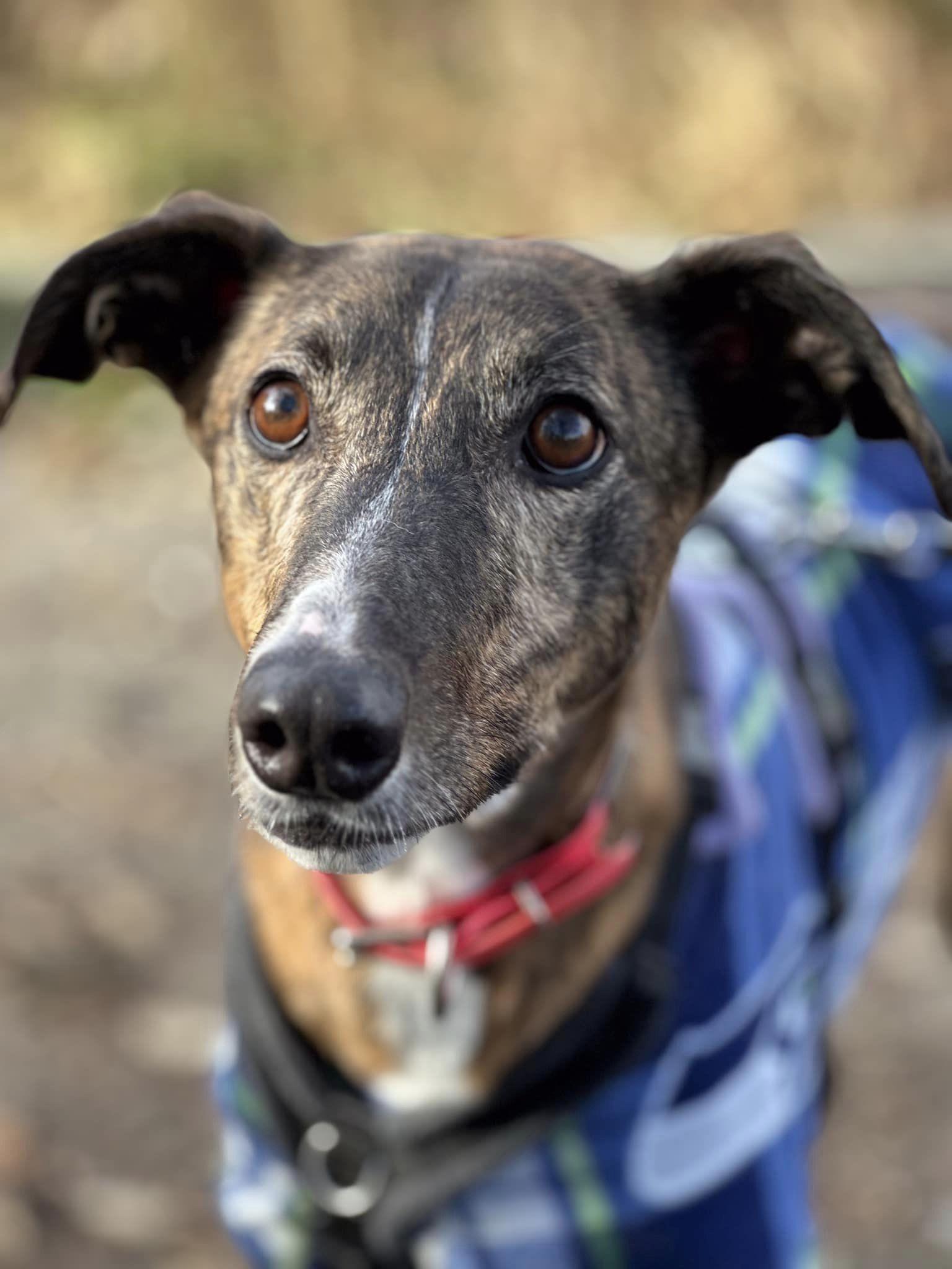 Enlarge Annie, a Adoptable Greyhound in Woodinville, WA image 2/3