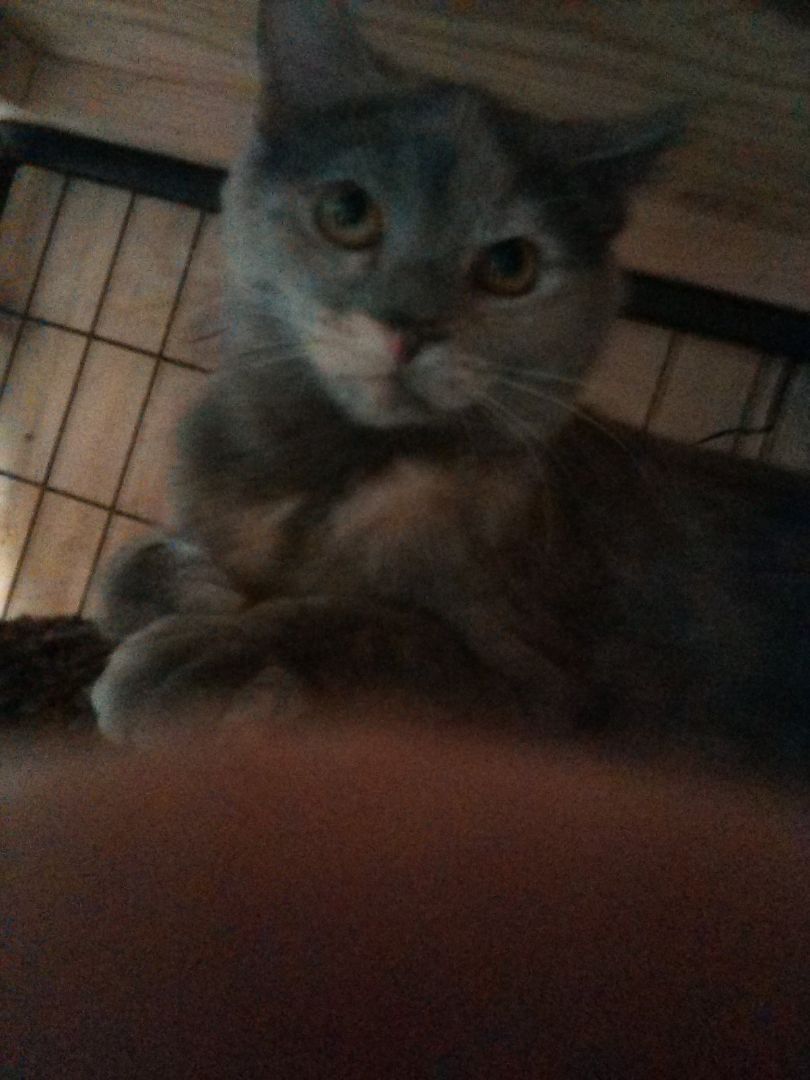 Sayla, Adoptable, Young Female Domestic Short Hair & Dilute Tortoiseshell.