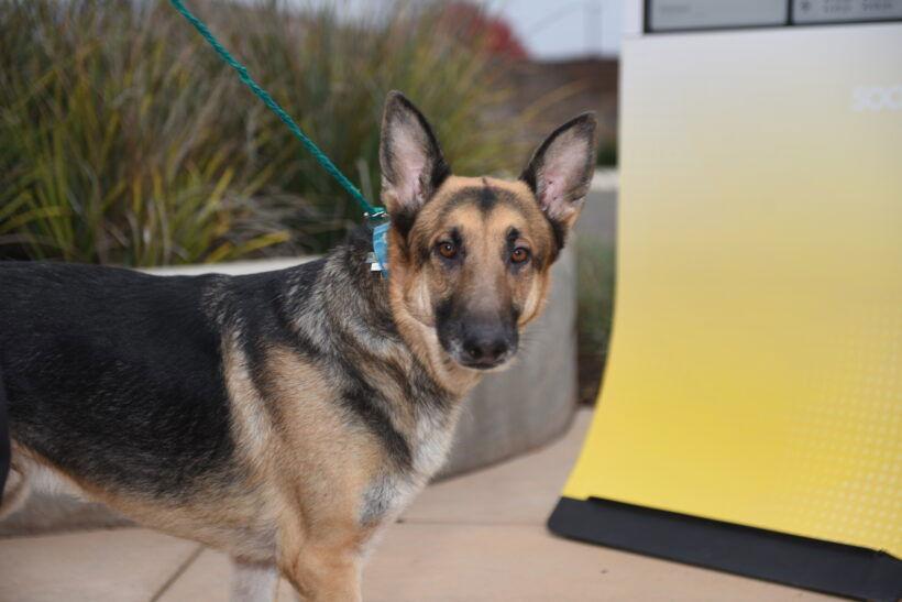 Harley, Adoptable, Adult Male German Shepherd Dog.