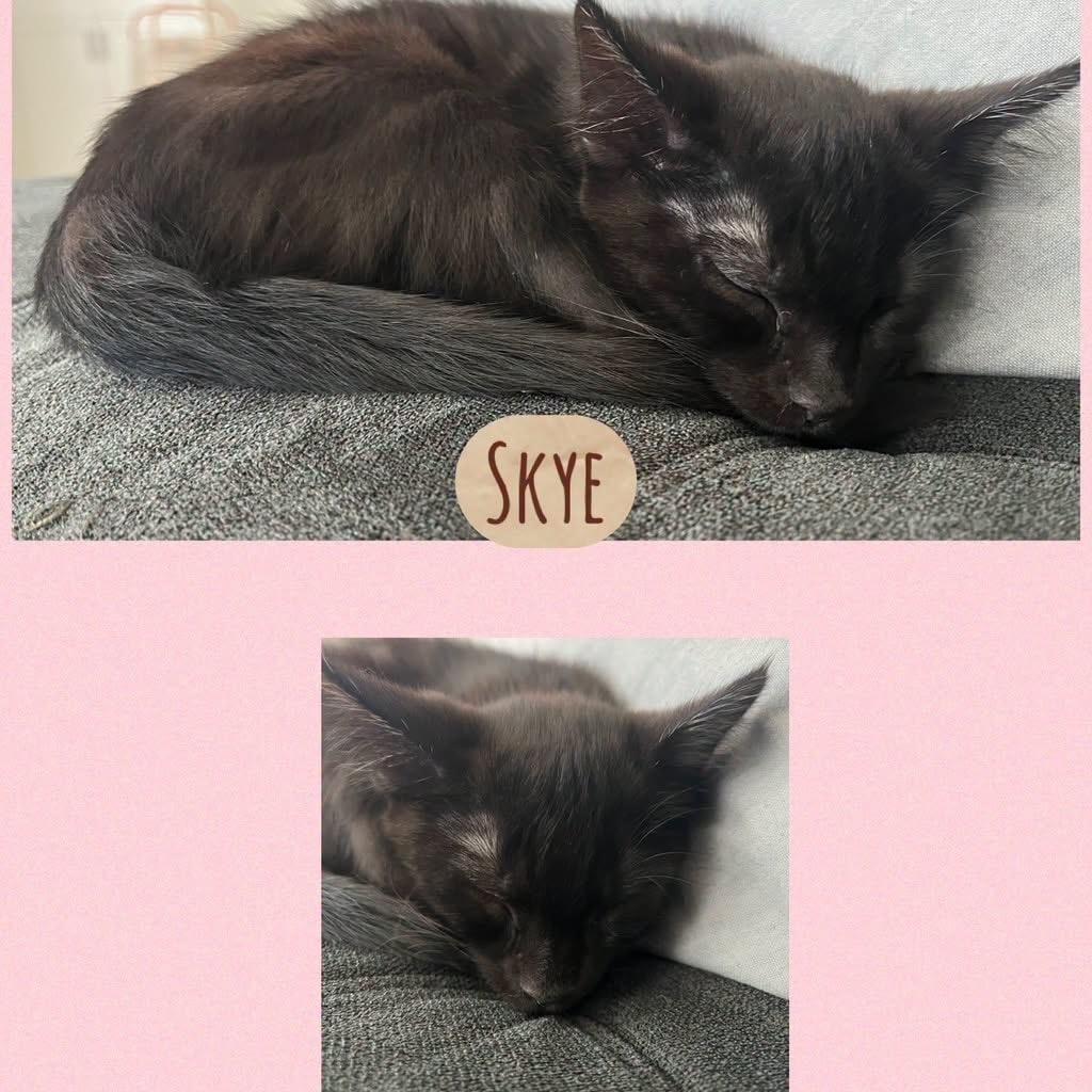Skye, Adoptable, Kitten Female Domestic Short Hair.