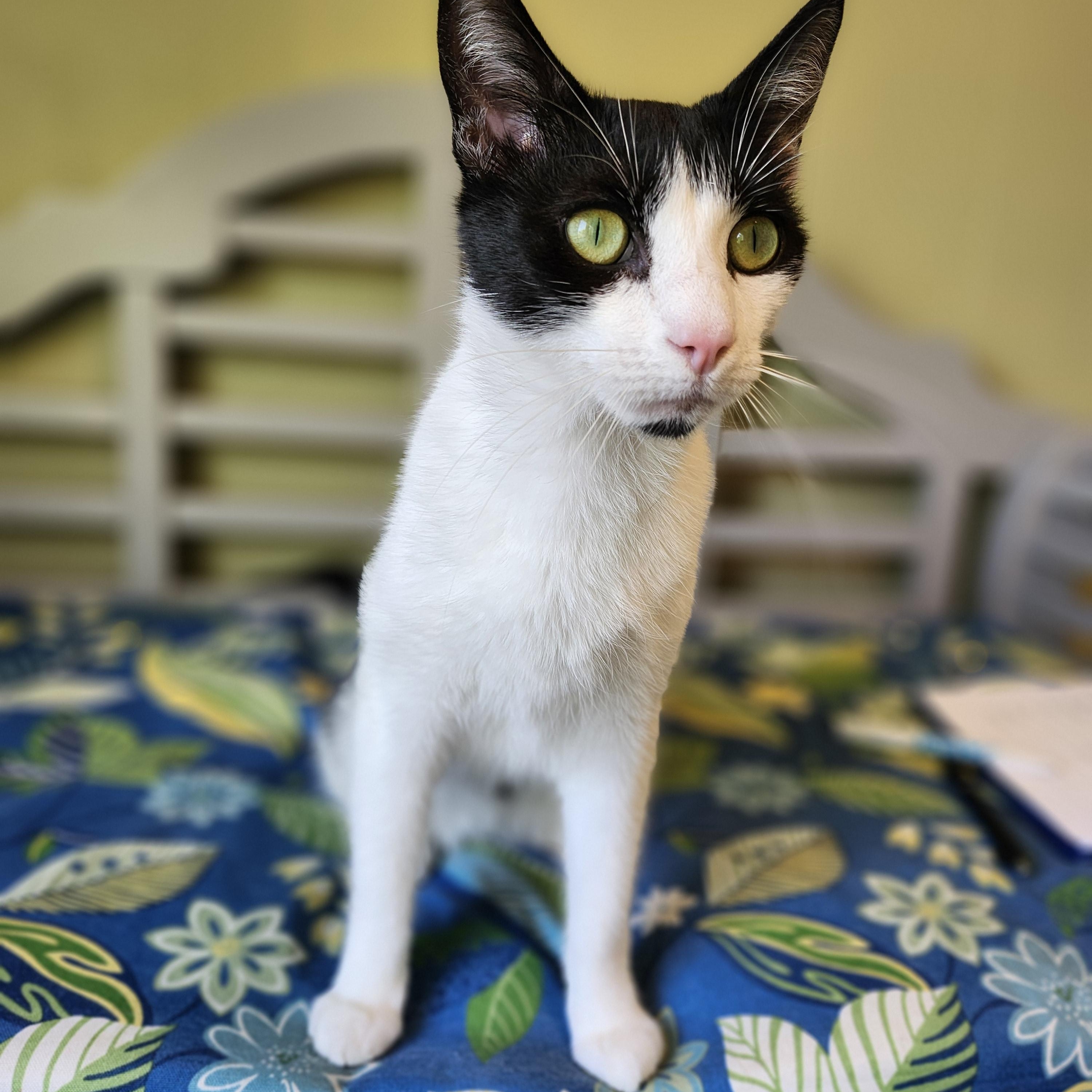 Enlarge Slim, a Adopted Domestic Short Hair in Charlotte, MI image 2/5