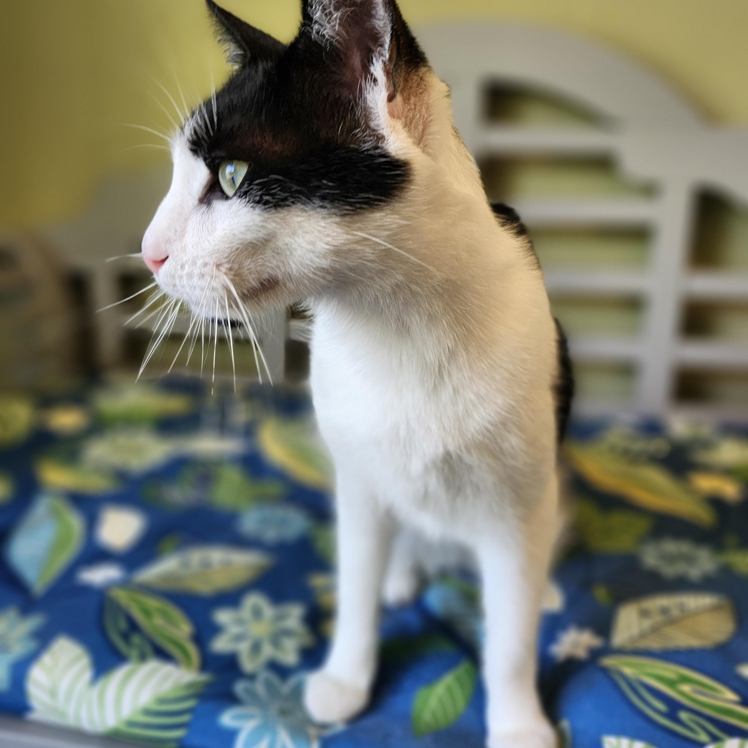 Enlarge Slim, a Adopted Domestic Short Hair in Charlotte, MI image 3/5