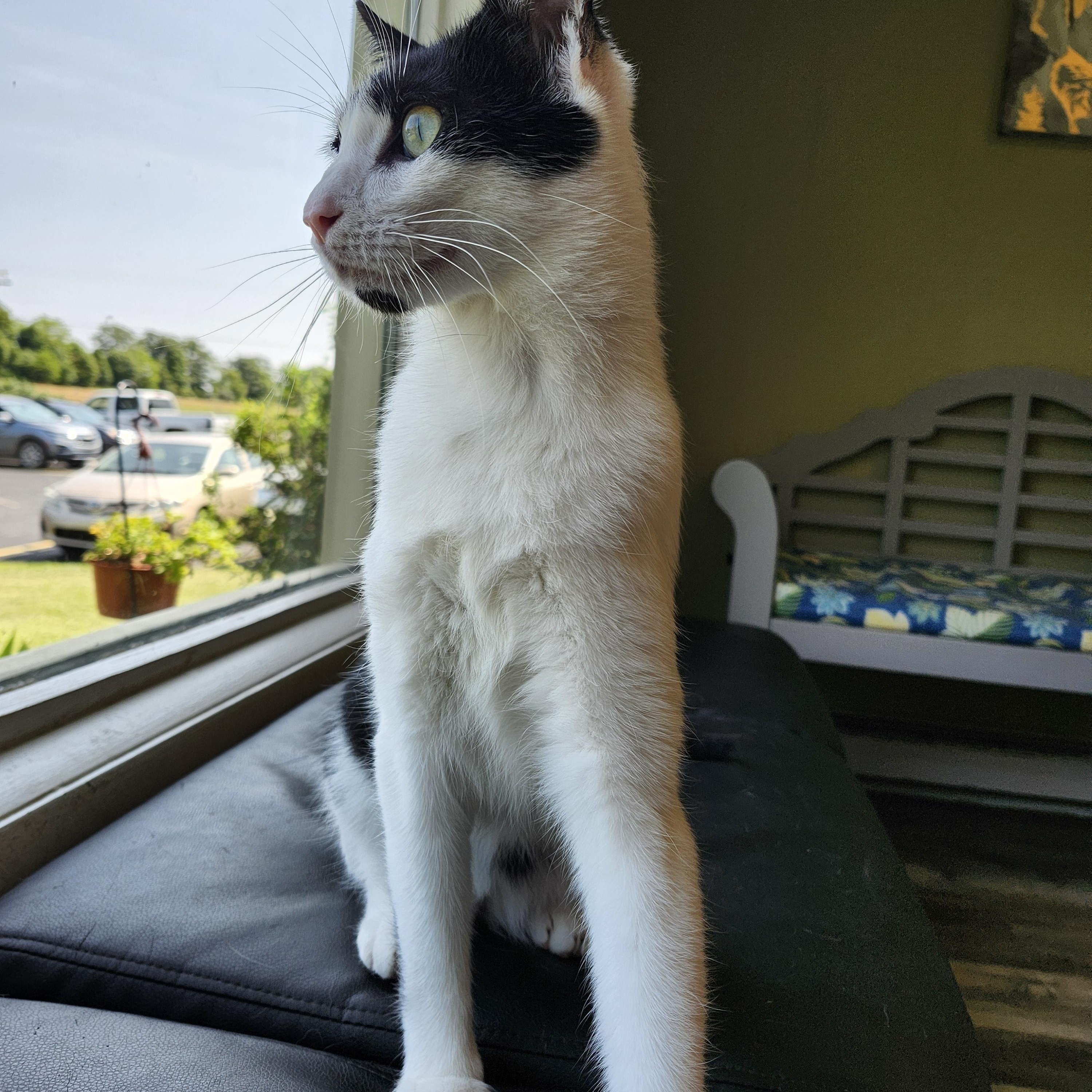 Enlarge Slim, a Adopted Domestic Short Hair in Charlotte, MI image 4/5