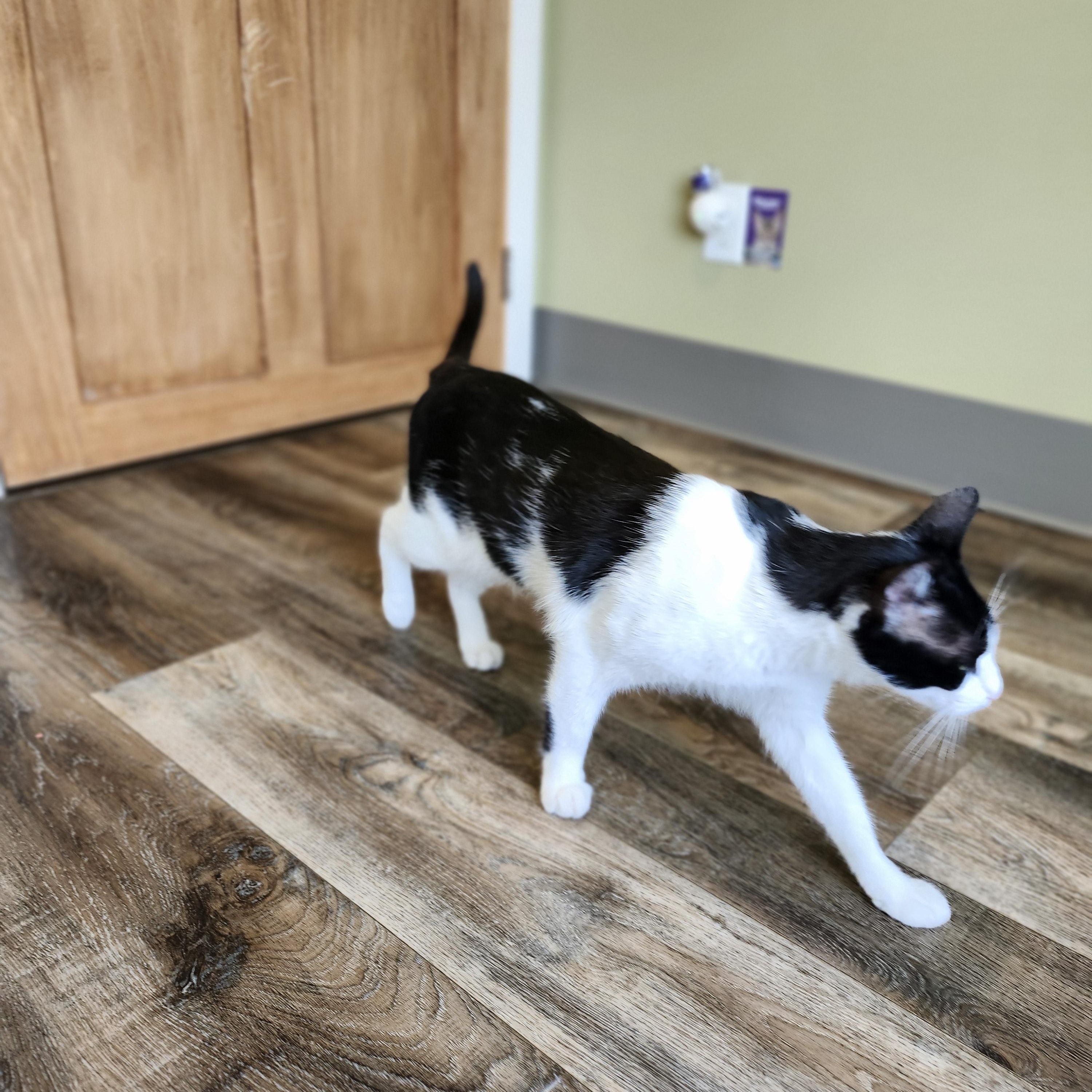 Enlarge Slim, a Adopted Domestic Short Hair in Charlotte, MI image 5/5